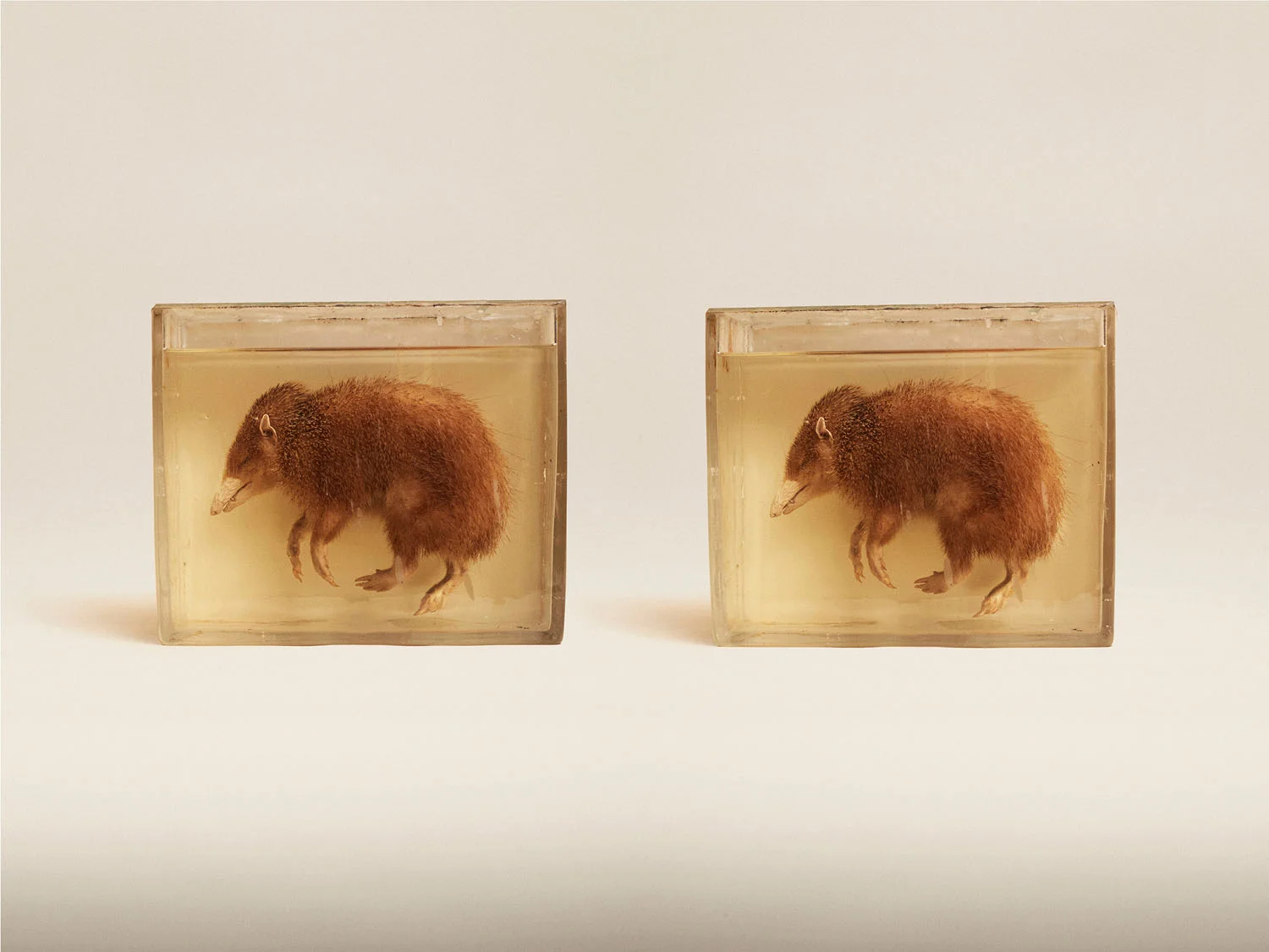 Tailless Tenrec (Tenrec Ecaudatus), (2014)
