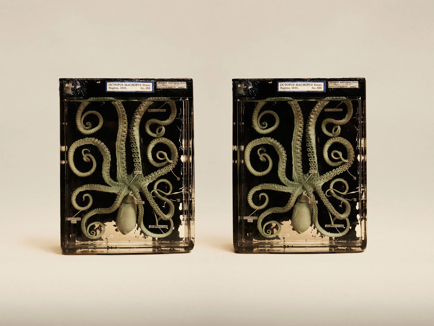 Atlantic White Spotted Octopus (Octopus Macropus), (2014)