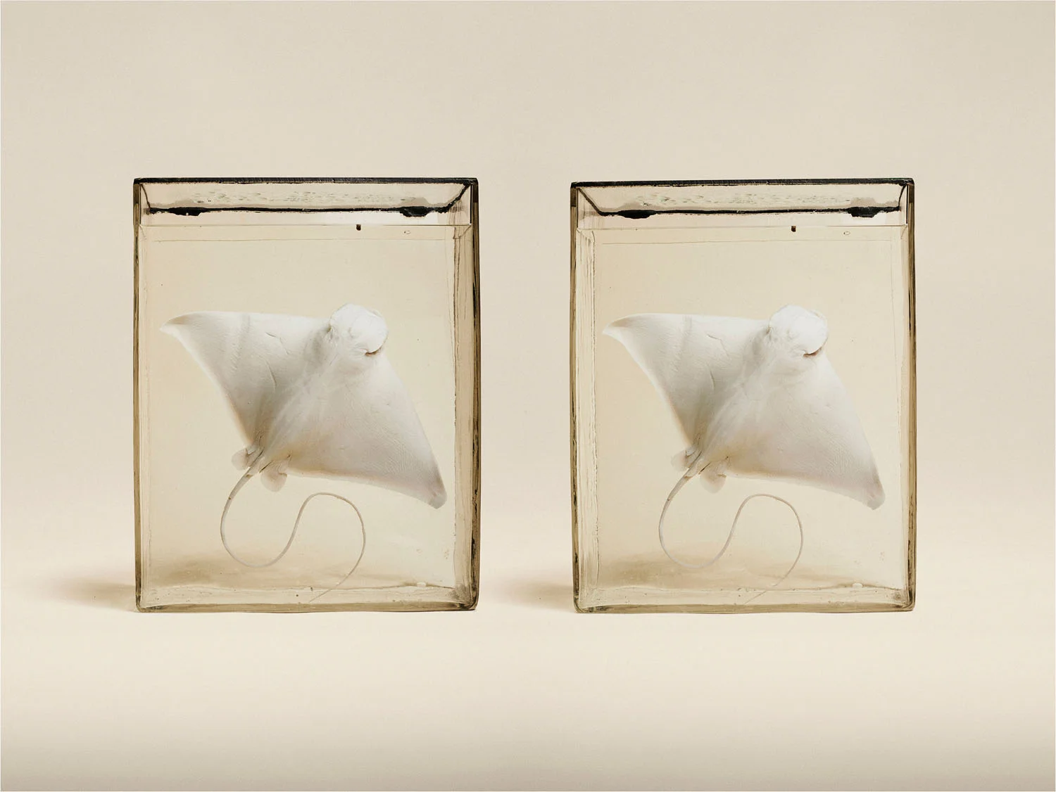 Eagle Ray (Myliobatis Aquila), (2014)
