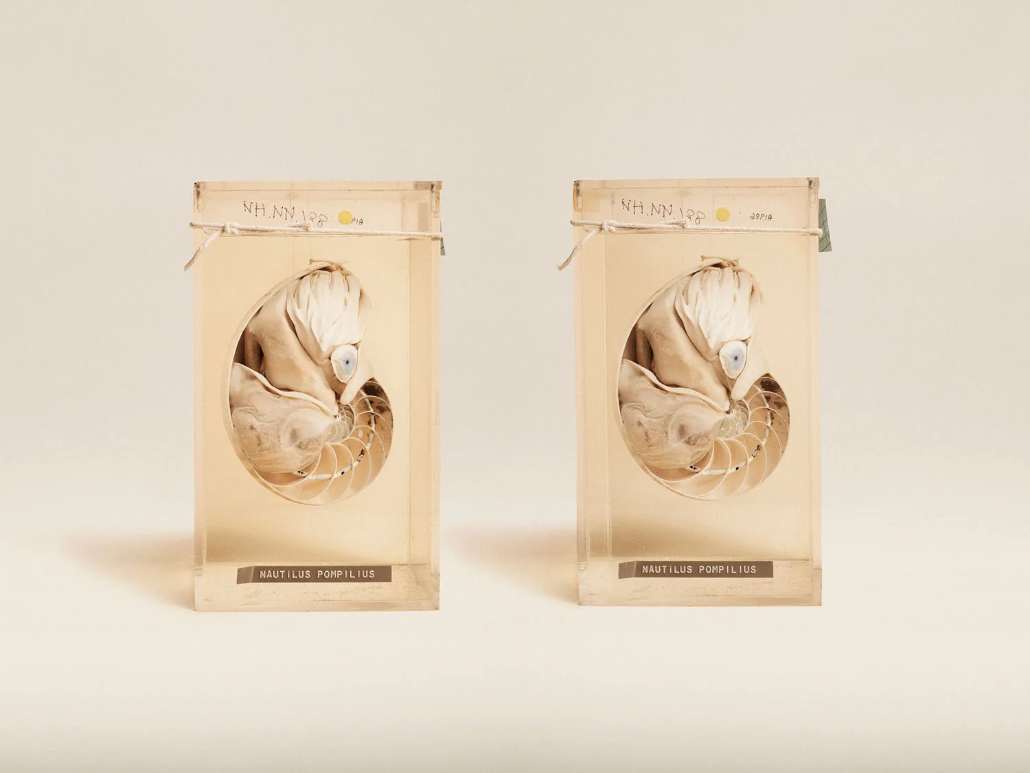 Nautilus (Nautilus Pompilius), (2014)