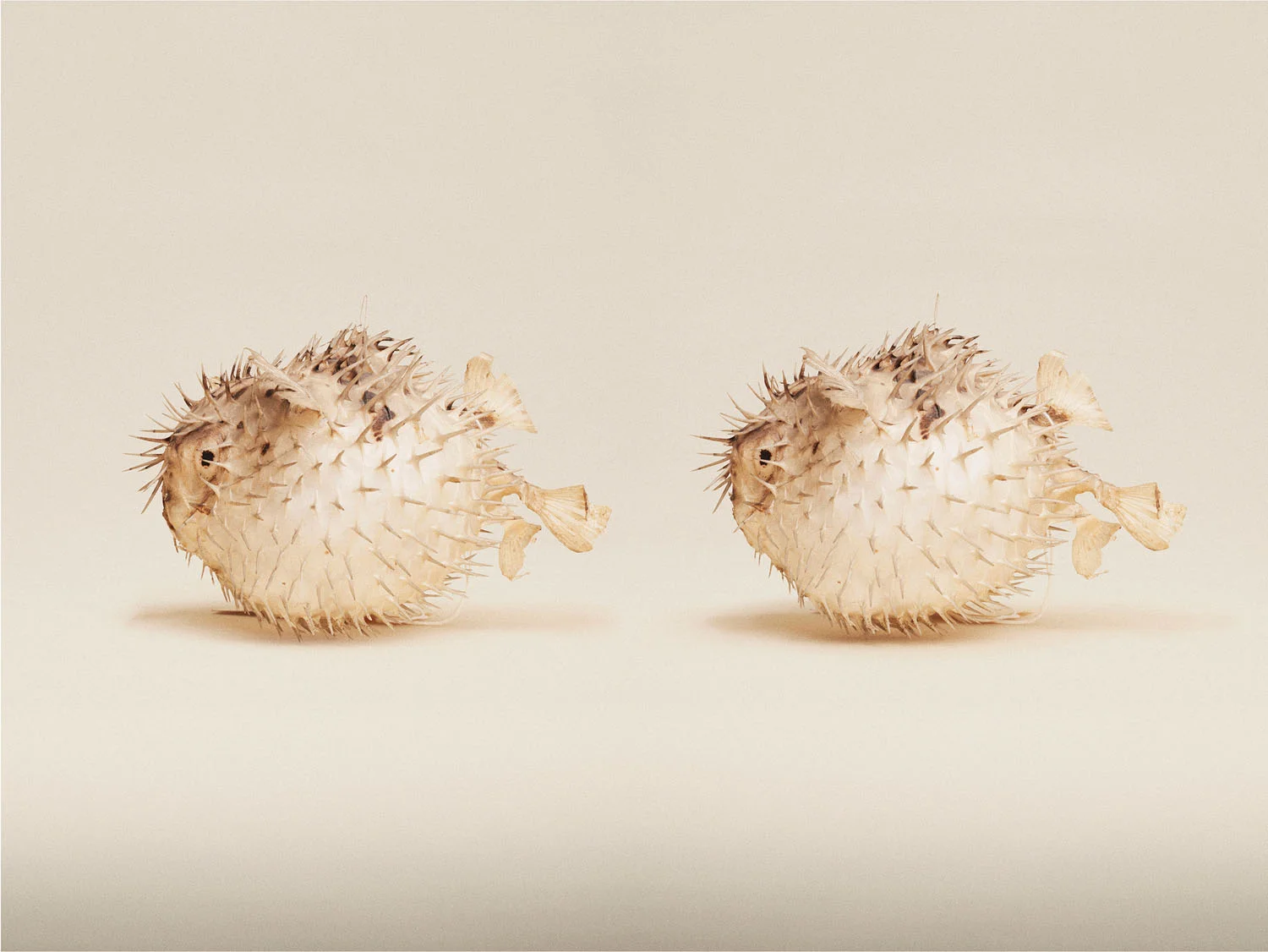Porcupine Fish (Diodon Nicthremerus), (2014)