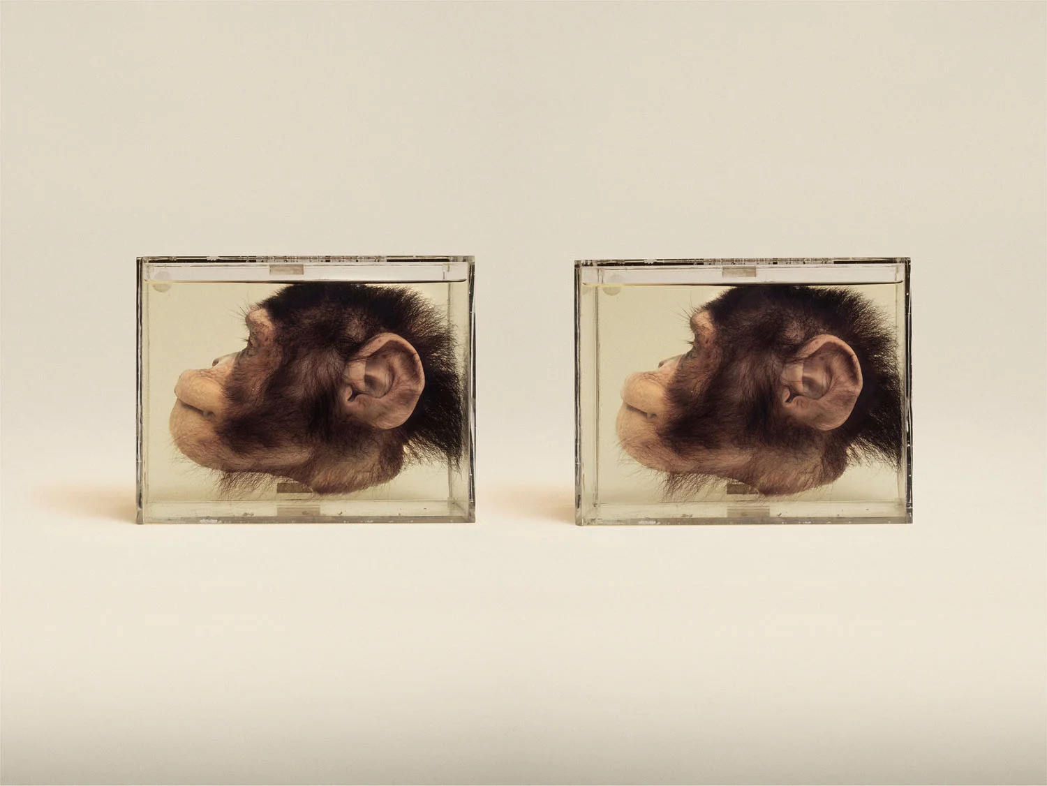 Chimpanzee (Pan Troglodytes), (2014)