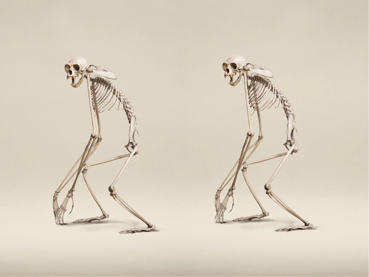 Lar Gibbon (Hylobates Lar), (2014)