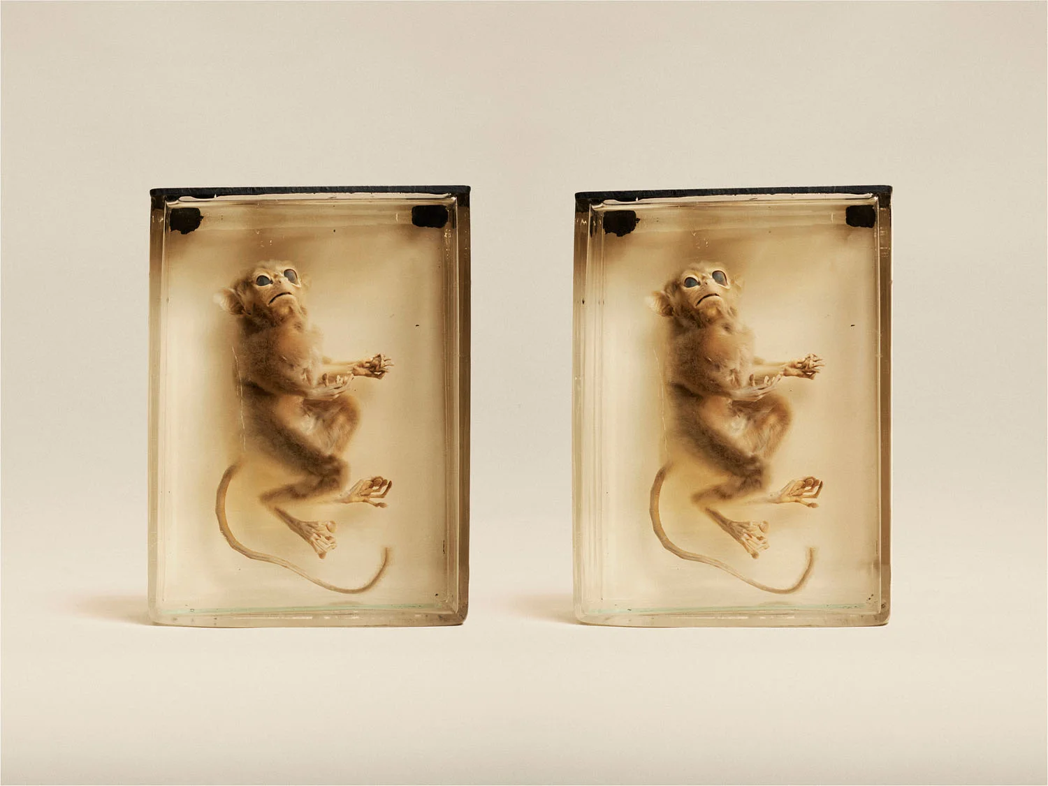 Spectral Tarsier (Tarsius Spectrum), (2014)