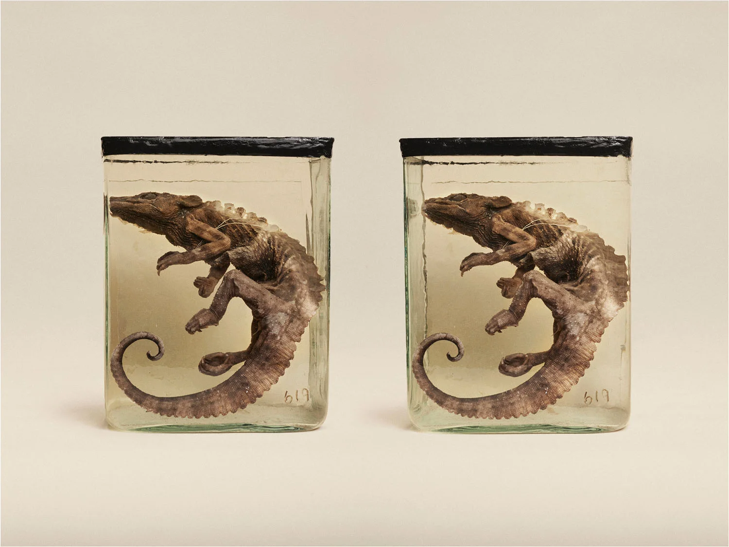 Common Chameleon (Chameleo Chameleon), (2014)
