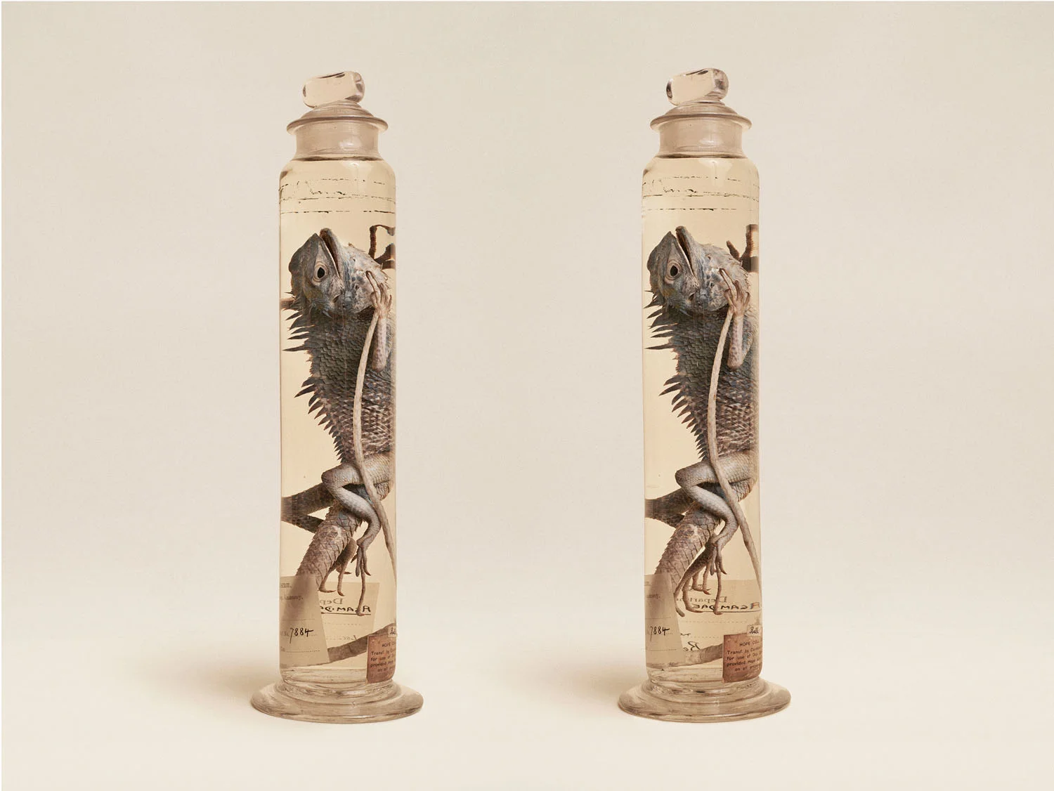 Foreste Lizard (Calotes), (2014)