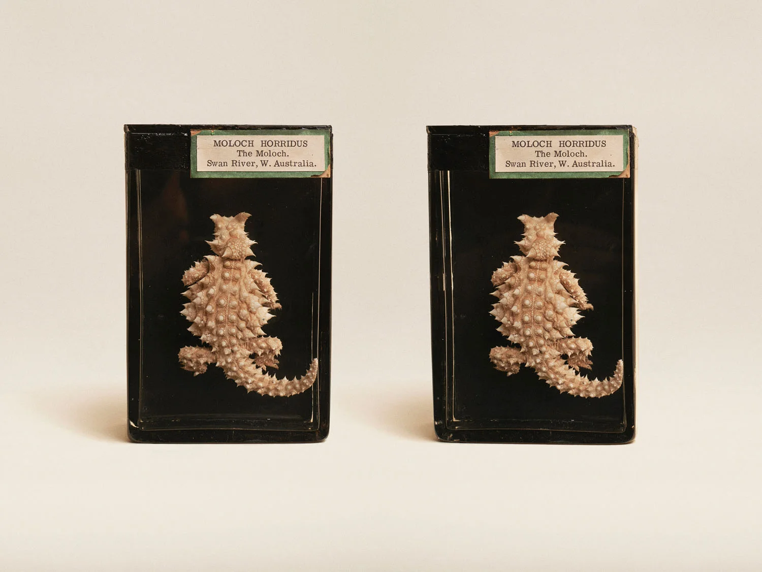Moloch (Moloch Horridus), (2014)