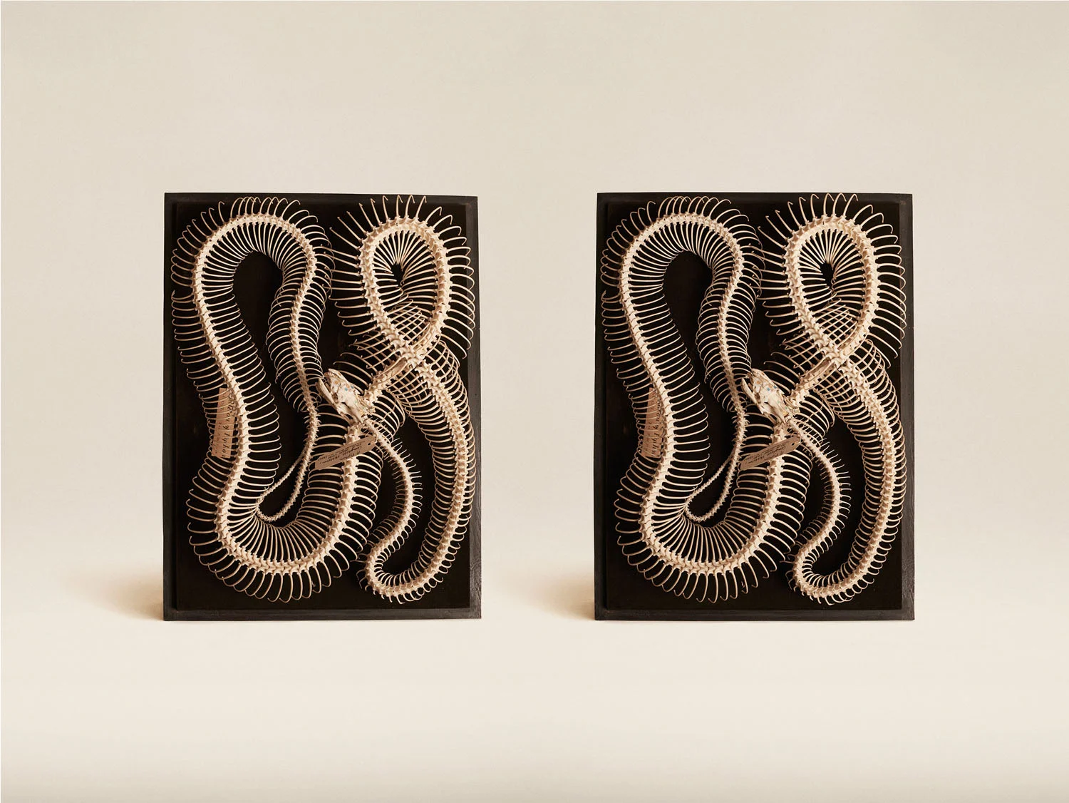 Diamond Python (Morellia Spilota), (2014)