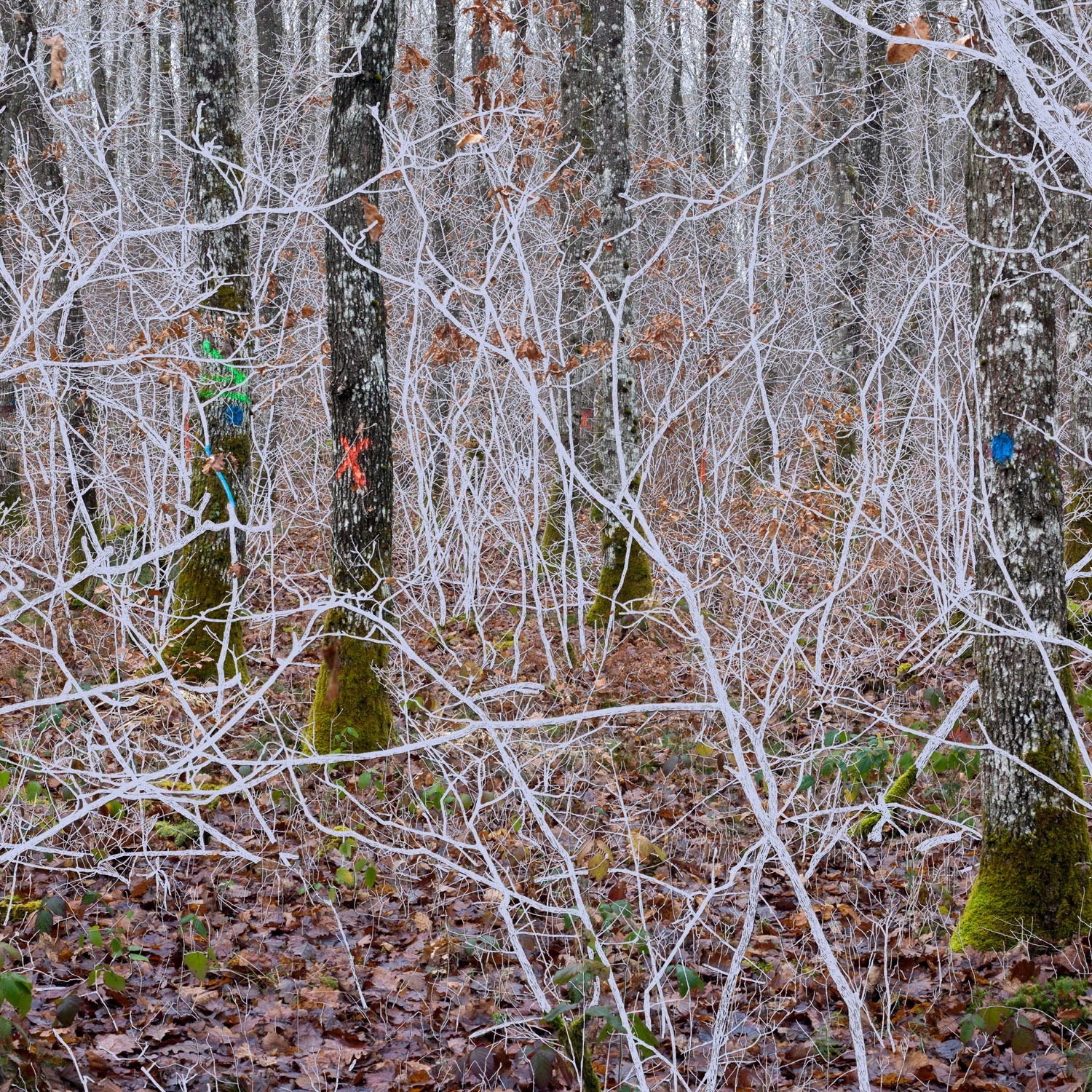 A photograph from the Becoming forest series by Helen Sear.