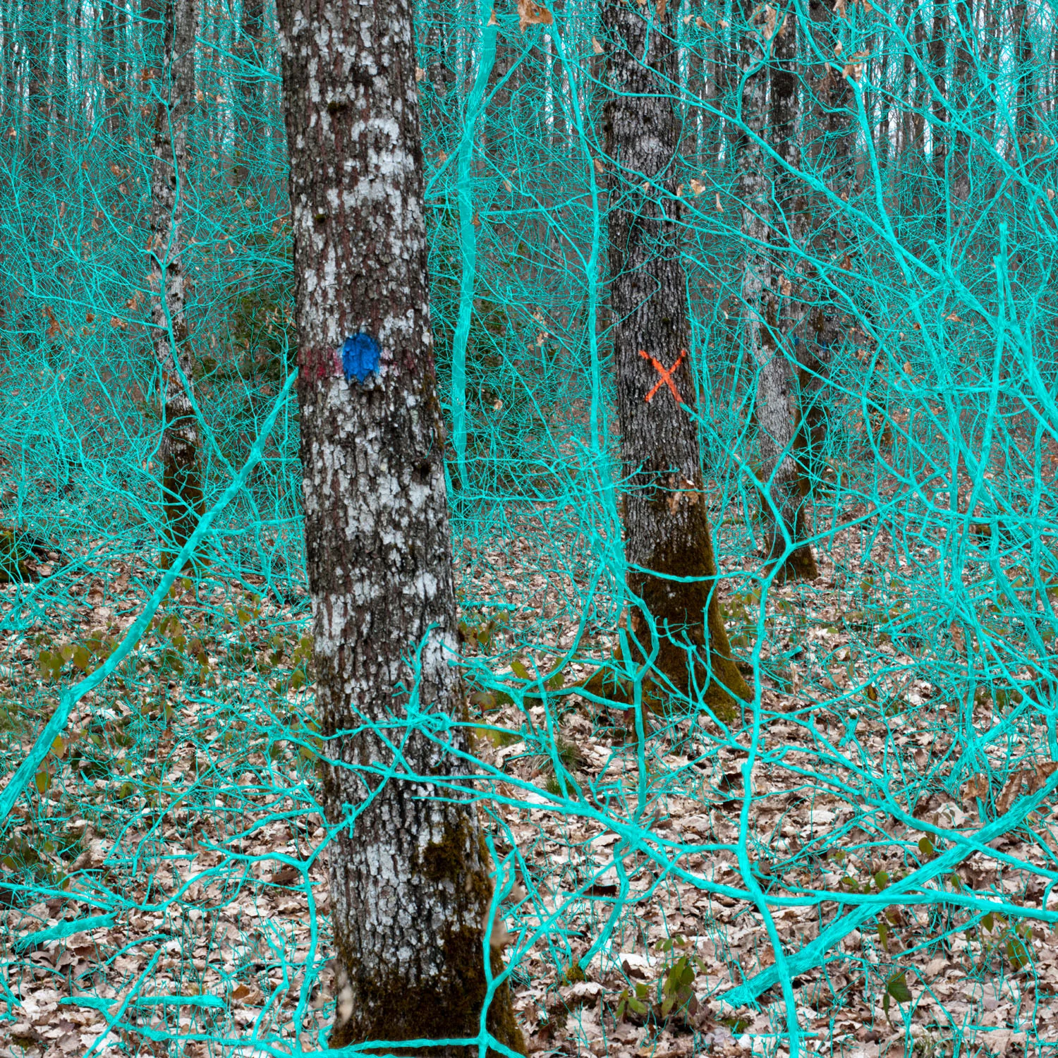 Becoming Forest, No. 7 (2017)