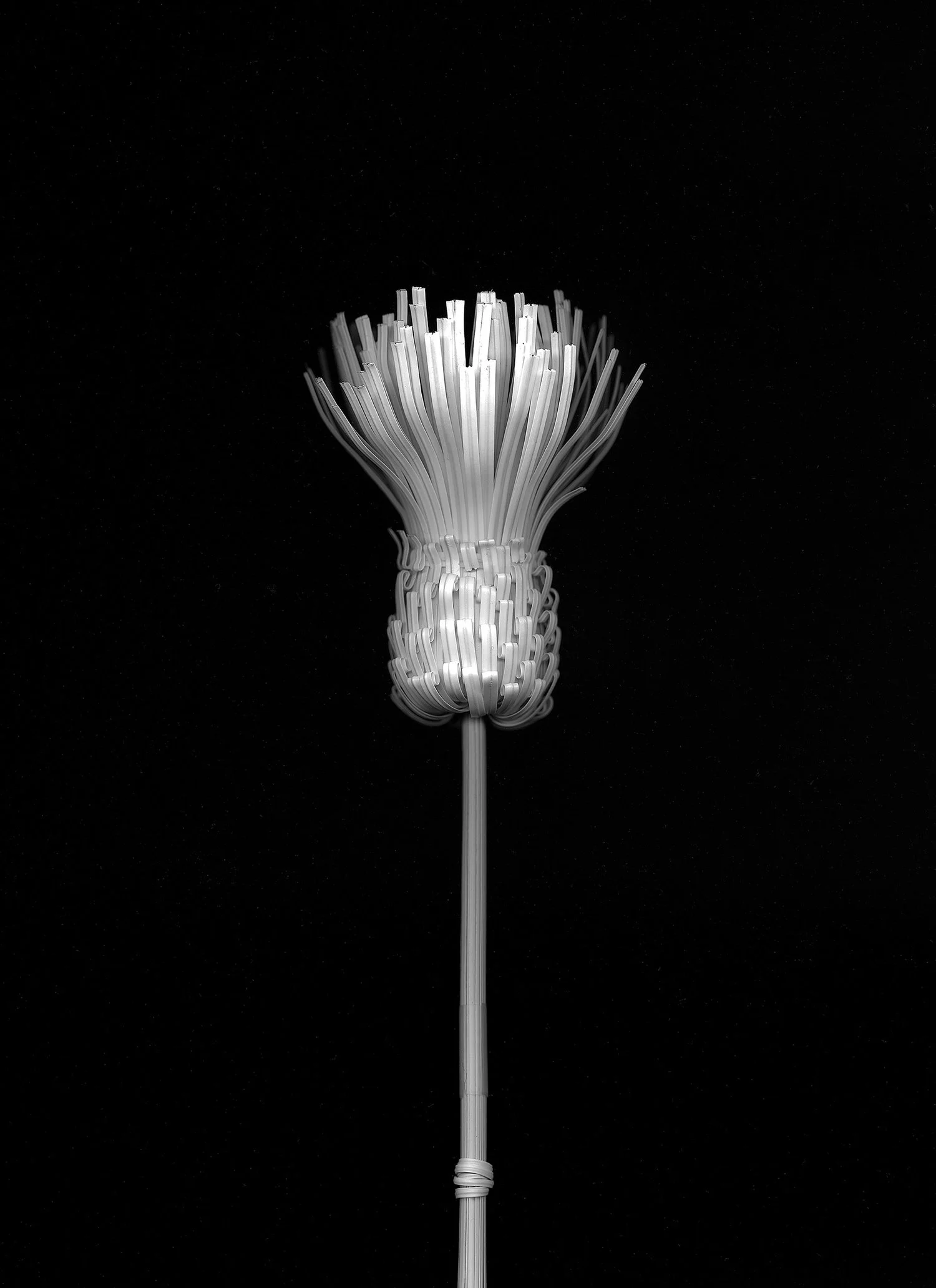 A photograph from the ‘Blossfeldt’s Apprentice’ series by Elaine Duigenan.