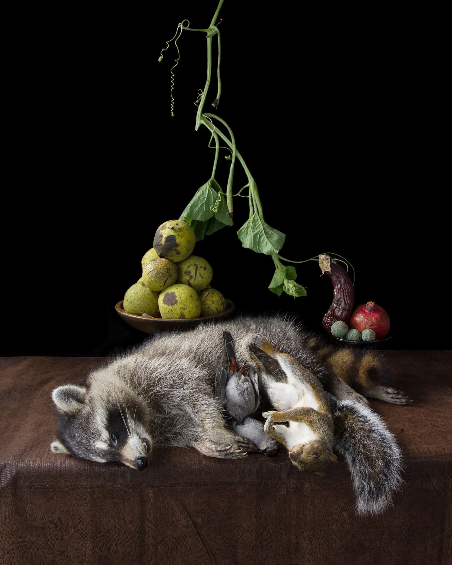 On Ripeness and Rot #10 (Raccoon) (2013)