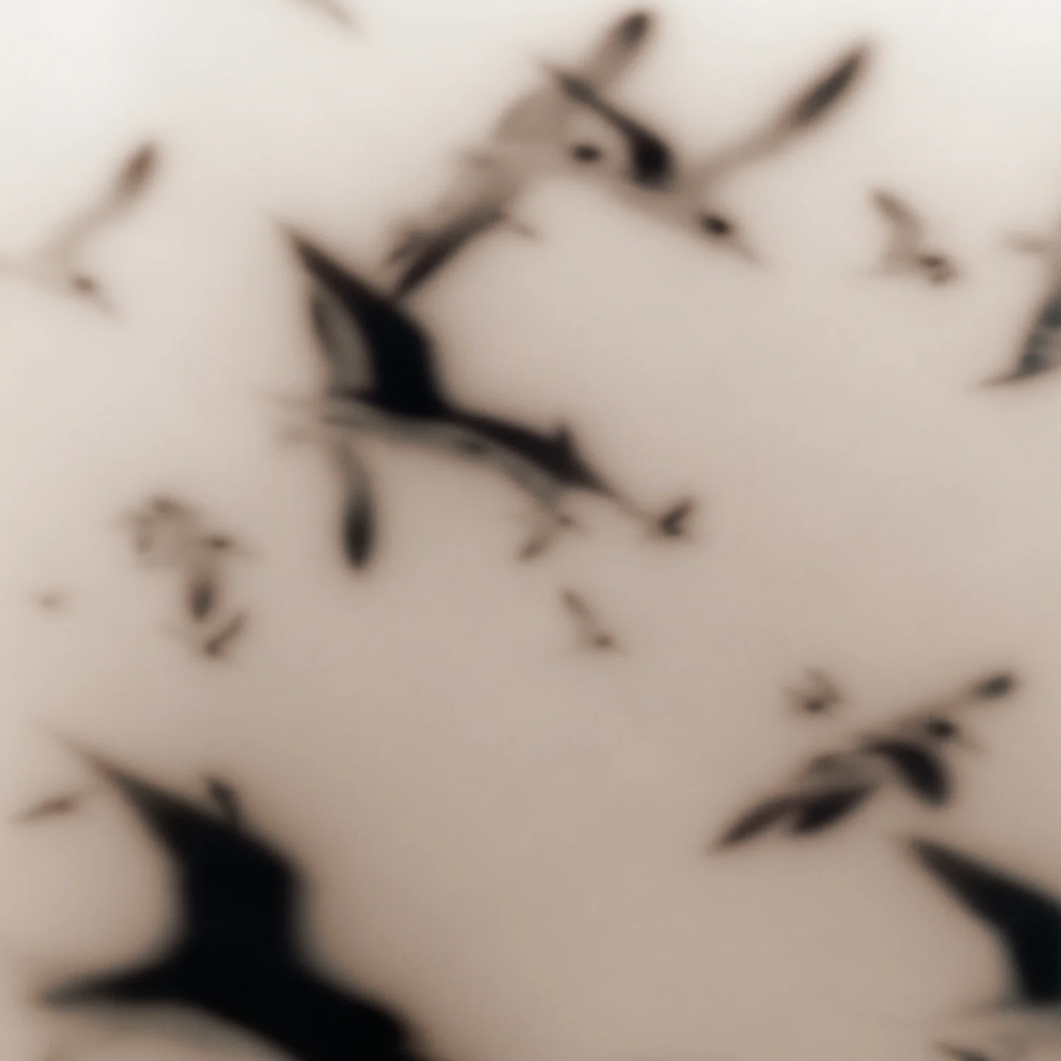 NOT DARK YET #BMSB-12 (2002)