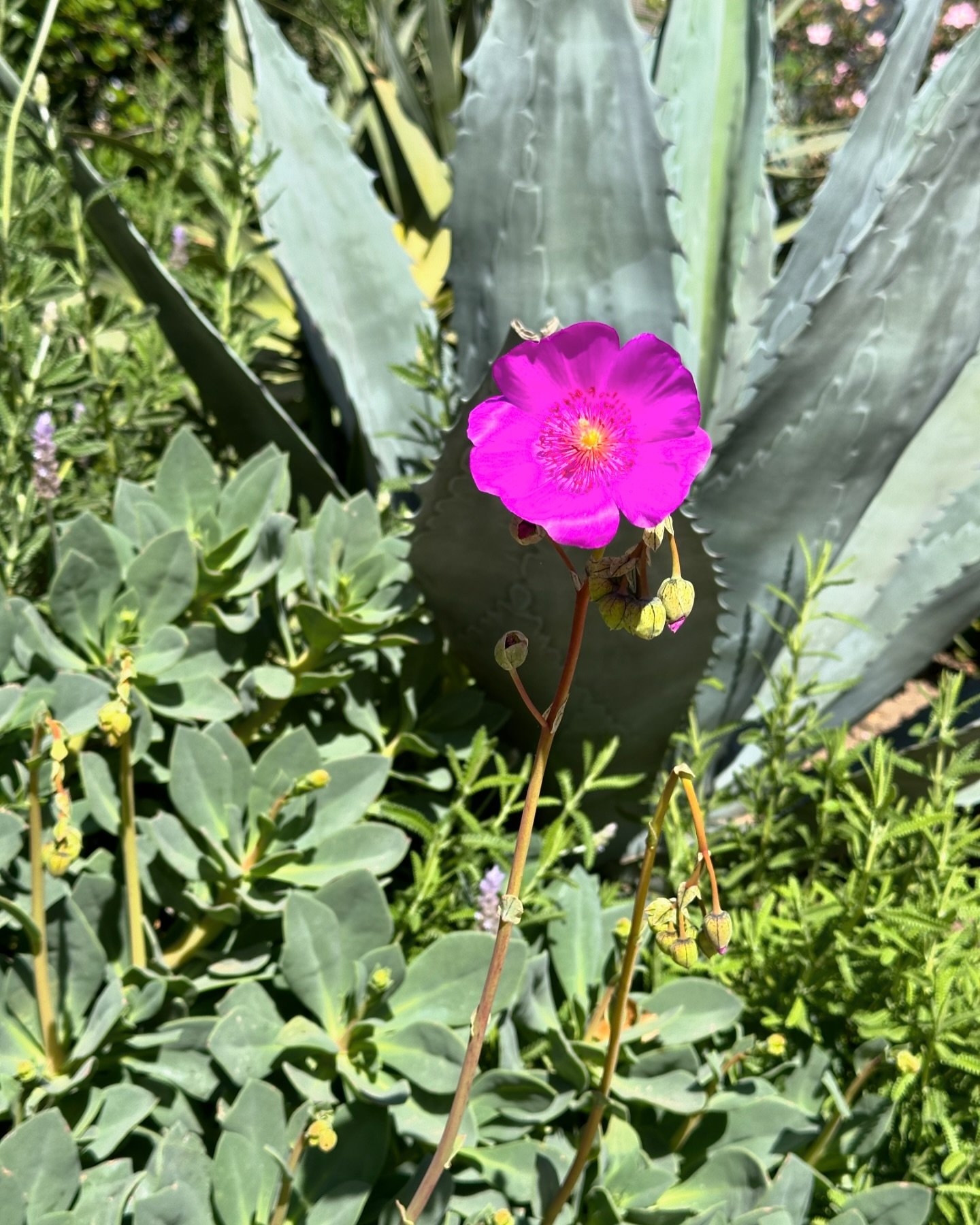 Spring has sprung 🌿
&bull;
&bull;
&bull;
#spring #santabarbara #california #santabarbaraliving