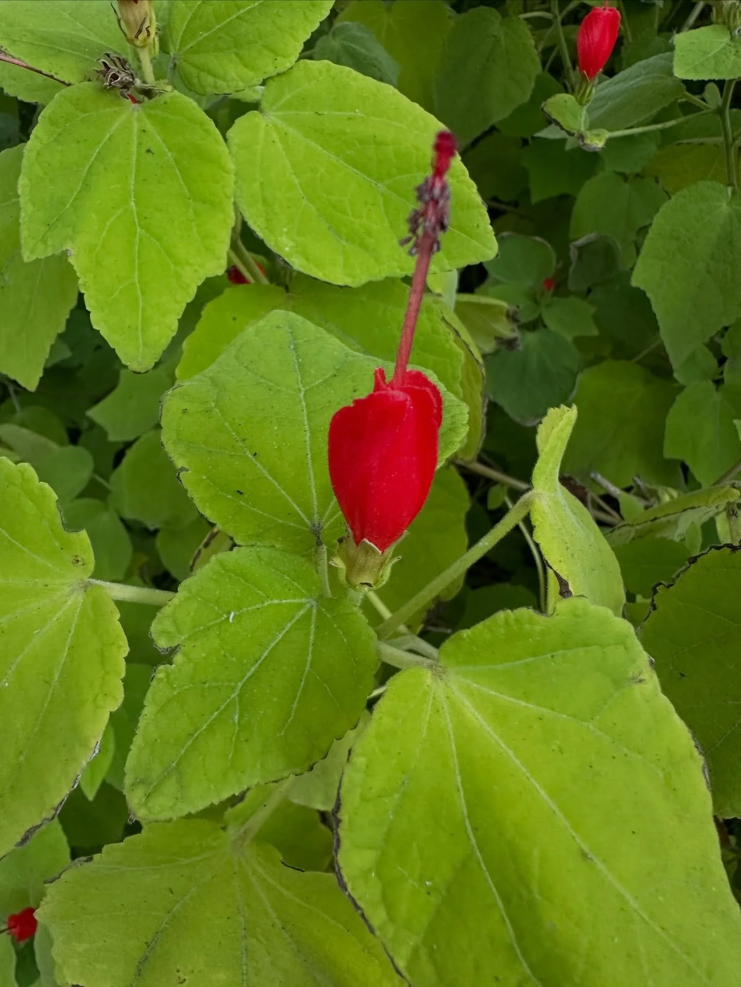 Love walking through Manning Park to work..
&bull;
&bull;
&bull;
#montecito #manningpark #parks #plants #nature #californialiving #montecitolifestyle