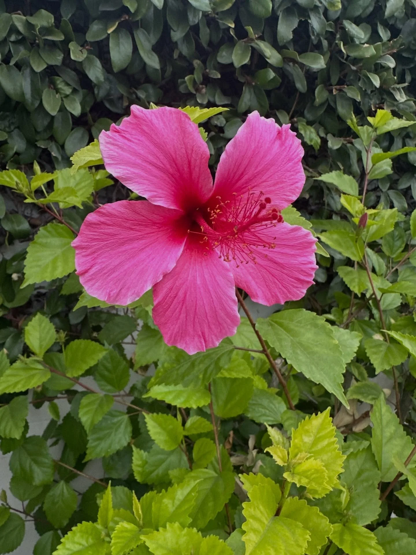 Flowers for everyone. Feel the love ❤️ 
&bull;
&bull;
&bull;
#flowers #flowerlover #love #nature #instagramflowers