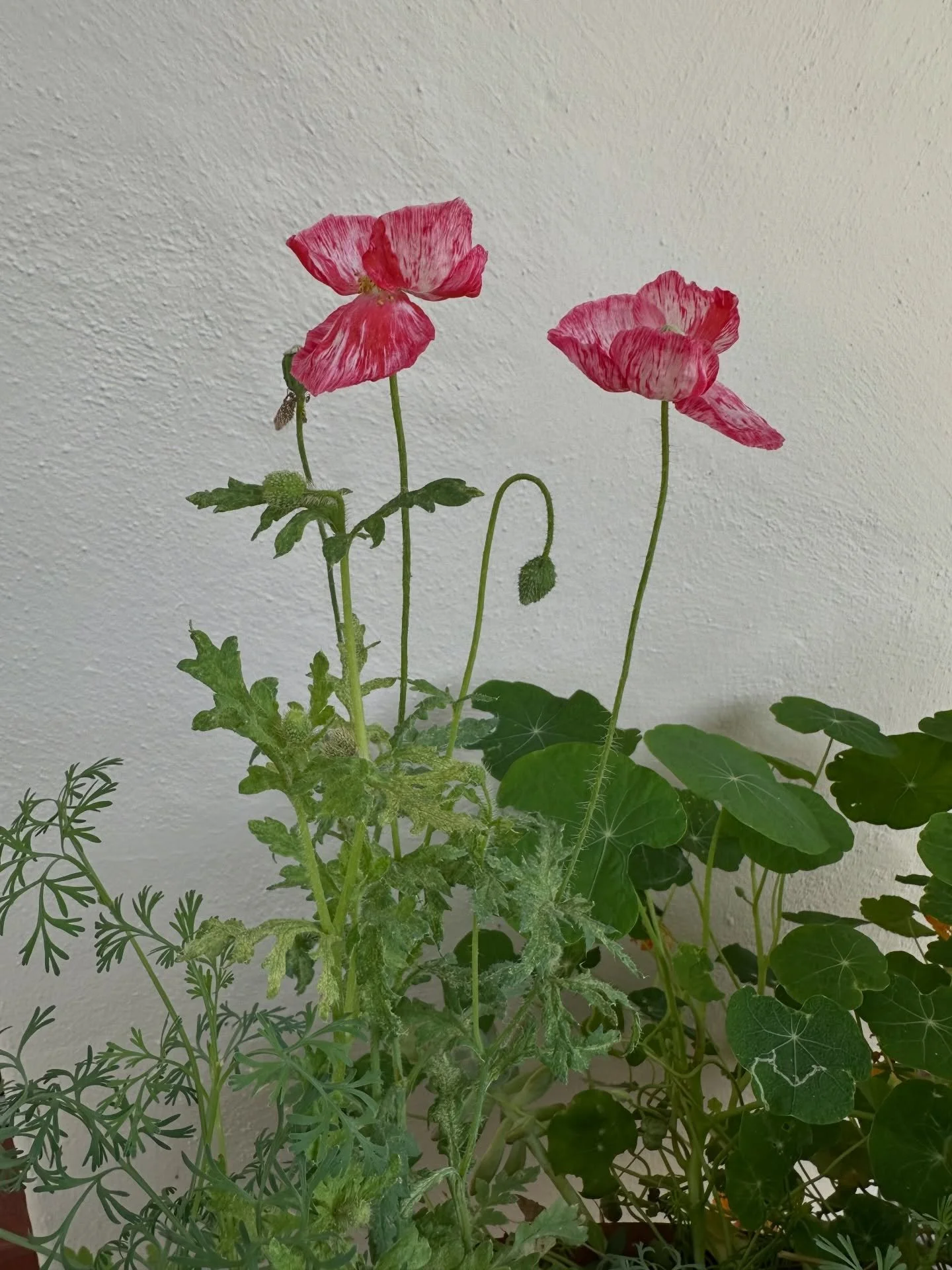 Spring🌷
&bull;
&bull;
&bull;
#spring #flower #garden #santabarbara #california