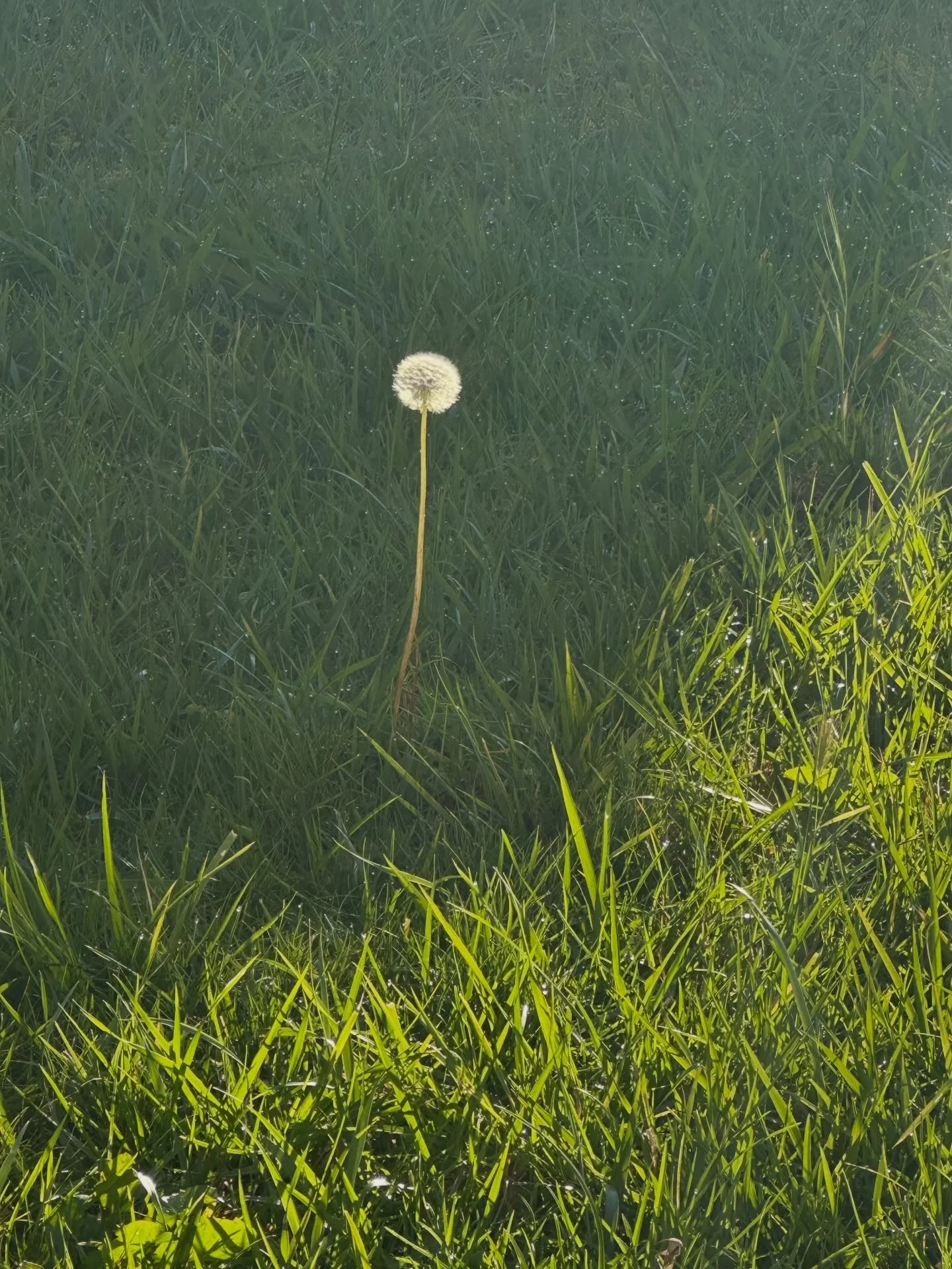 Thank you Mother Earth 🍃
&bull;
&bull;
&bull;
#earthday #wish #grass #greengrass #motherearth