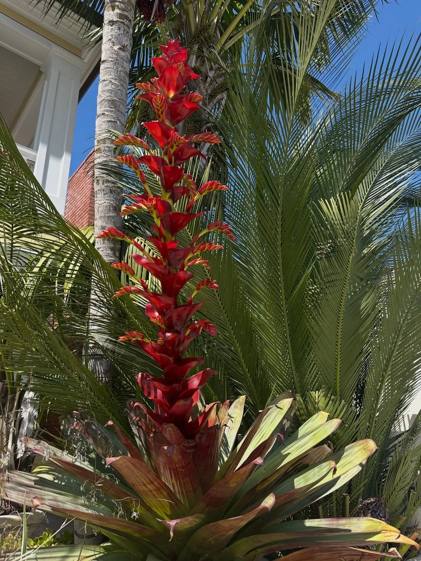 Spring bloom -
&bull;
&bull;
&bull;
#springblooms #tropicalflowers #balboaisland #californialivin #tropicalvibes