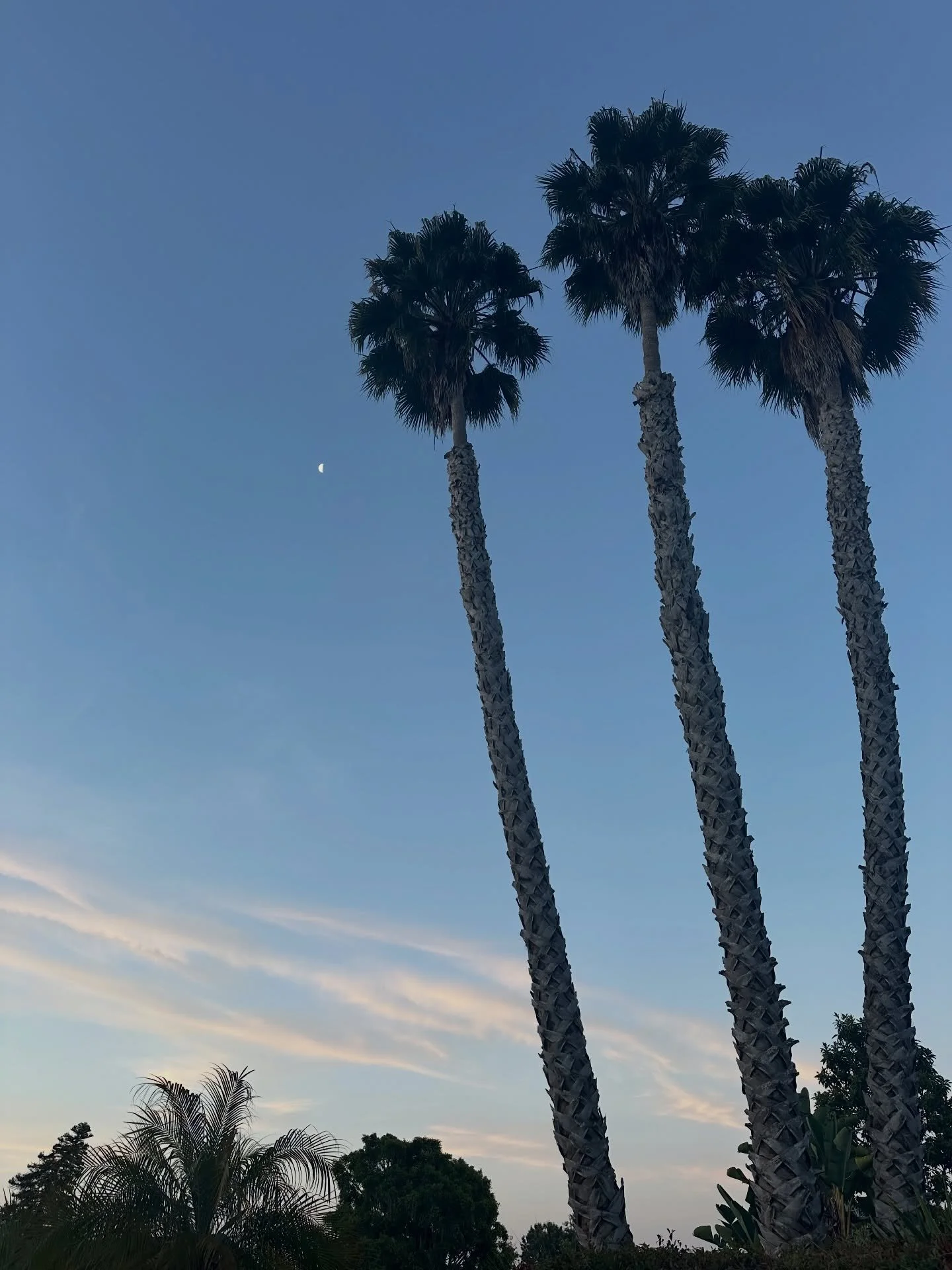 Blue skies this morning 🌞
&bull;
&bull;
&bull;
#bluesky #morningsun #morningsunshine☀️ #palmtreesandsunshine🌴☀️ #palmtree