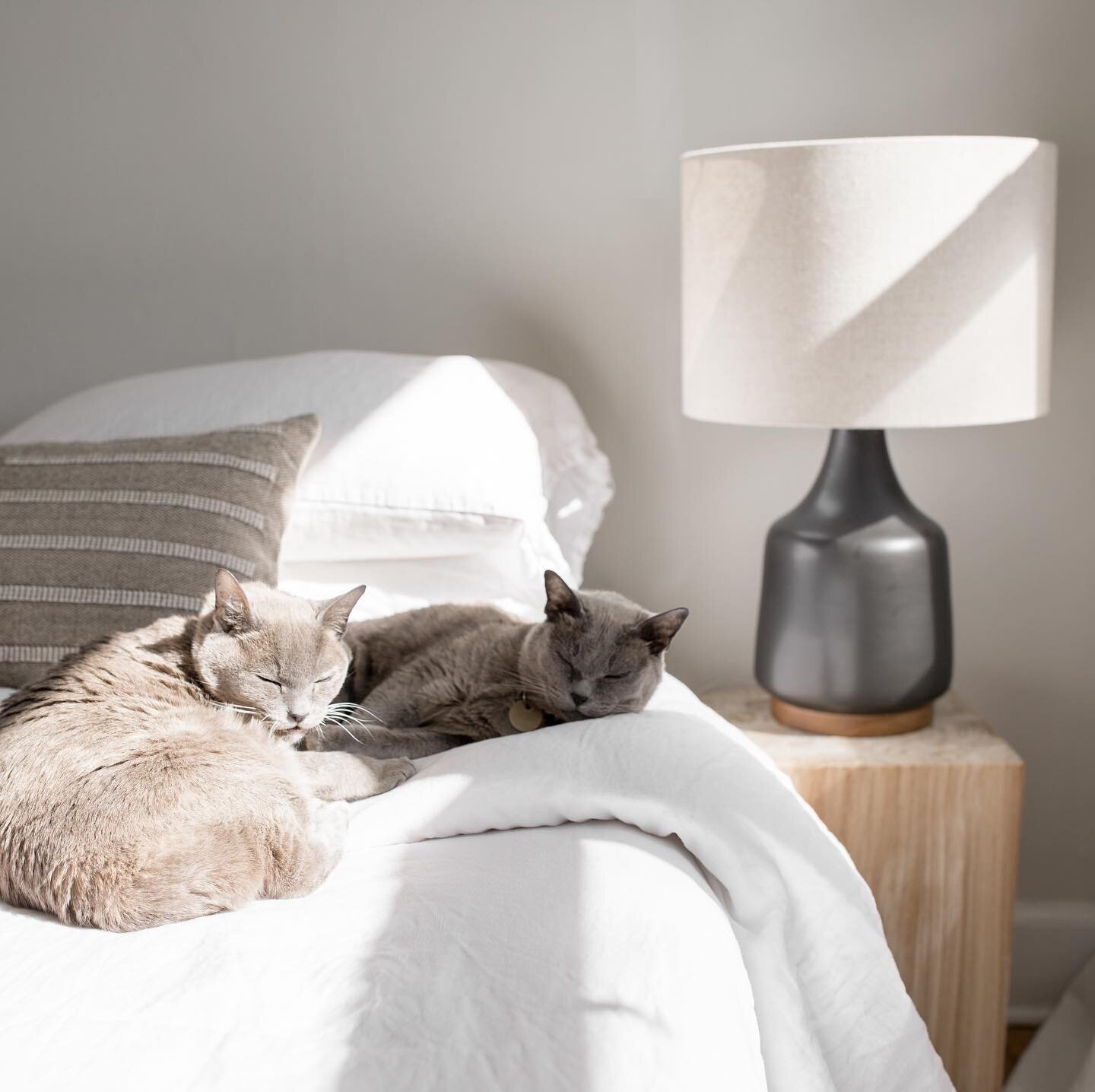 Who else feels like a nap this time of day? We&rsquo;re pro naps around here...
.
.
.
.
#naptime #catnap #catsofinstagram #burmesecatsofinstagram #cats #nap #bedroom #bedroomdecor #pets #selfcare #afternoonnap #home #homesweethome #keepitsimple #simp
