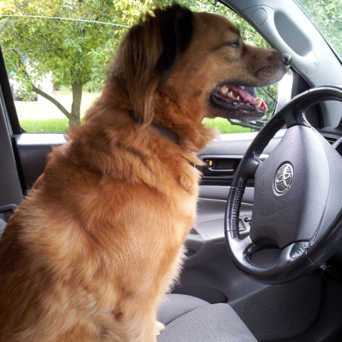 Luna says: Let's go! 