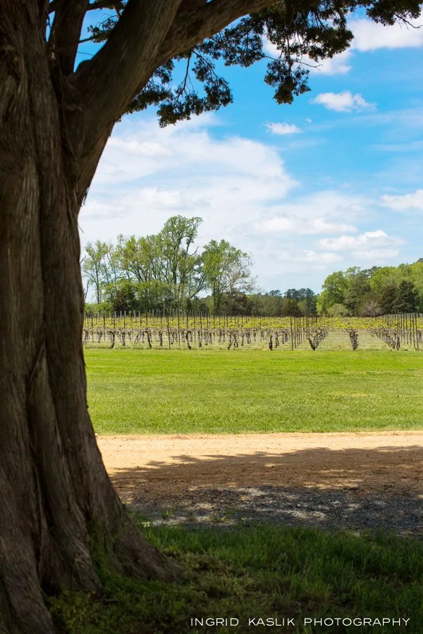 Jubilee vineyard and tree - Copy.jpg