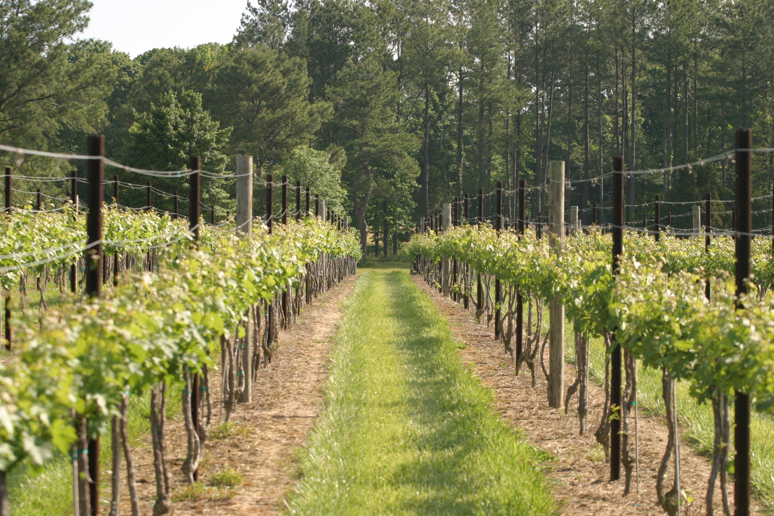 MaggieVineyardMay06 008.jpeg