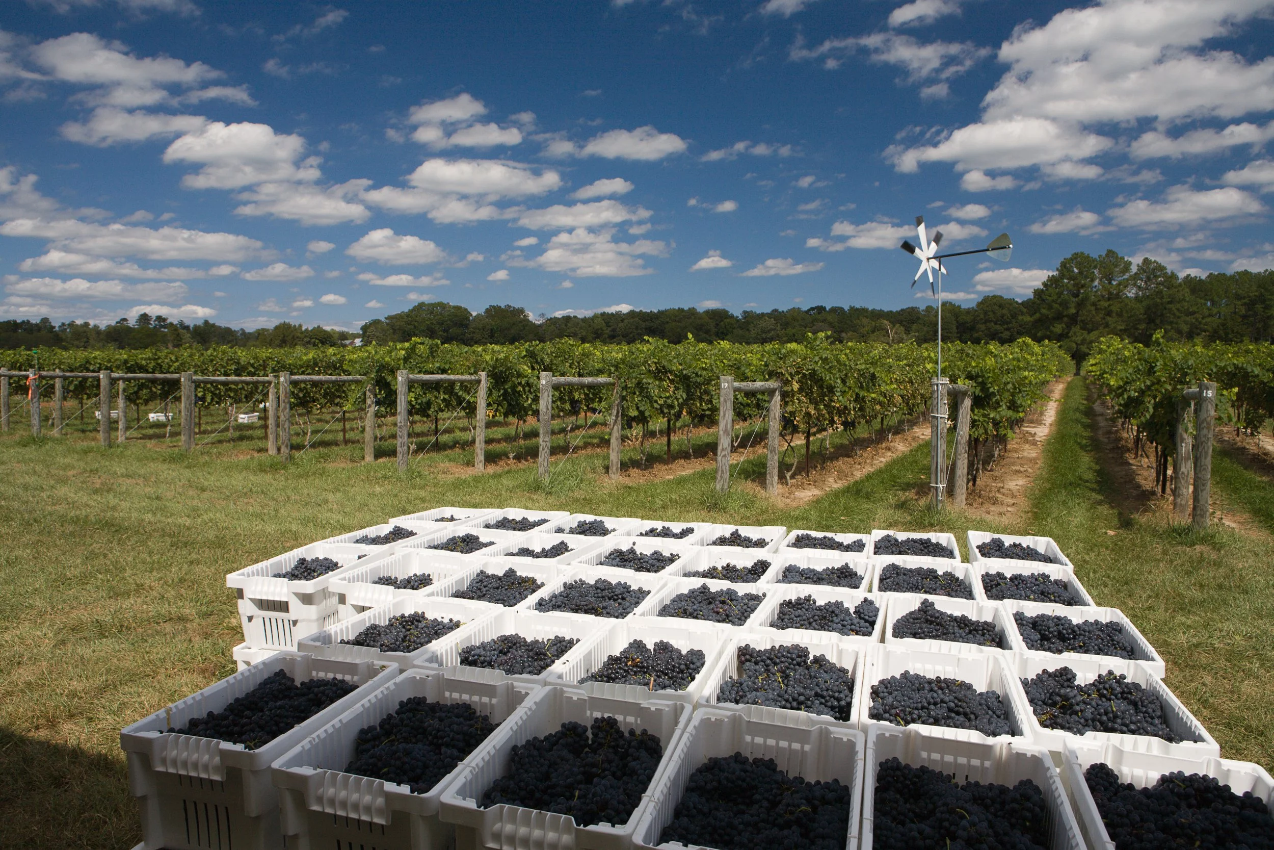 _MG_0078 - Copy.jpeg