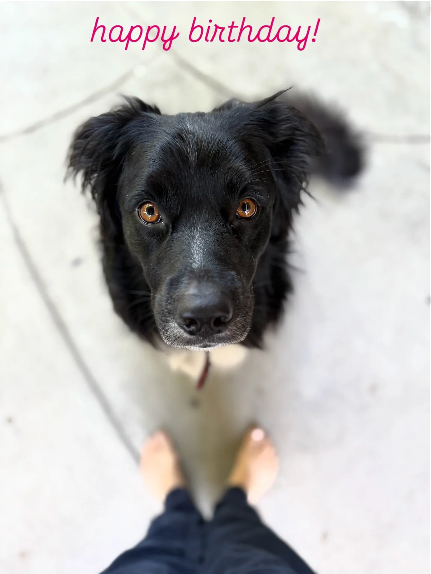 Henri is 4 today! Happy birthday to my one and only fur baby boy. 

#dog #dogsofinstagram #dogsareagirlsbestfriend #henri #austrailianshepherd #bestfriend #happybirthday #forever #soul #boy #virgo