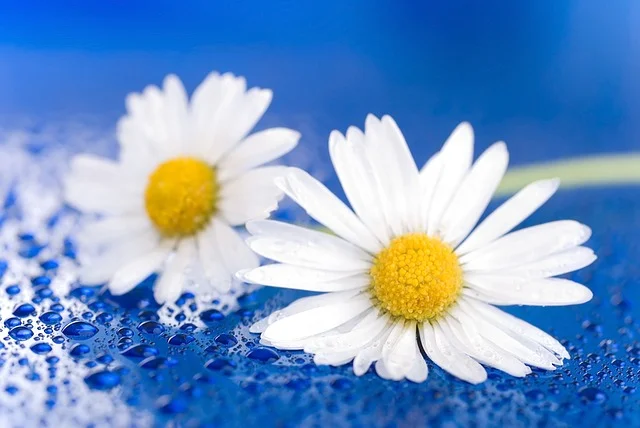 flower-1473704_640.jpg