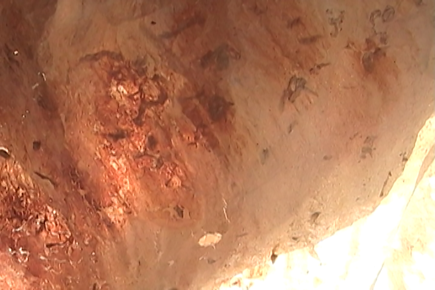Ventriculus1.jpg