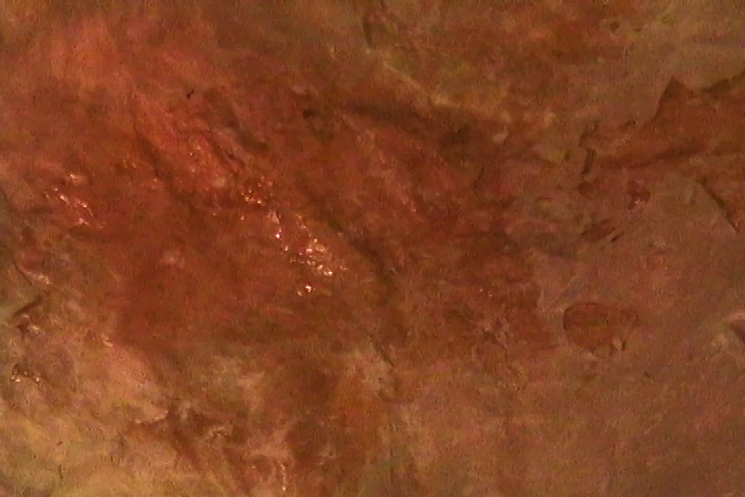 Ventriculus3.jpg