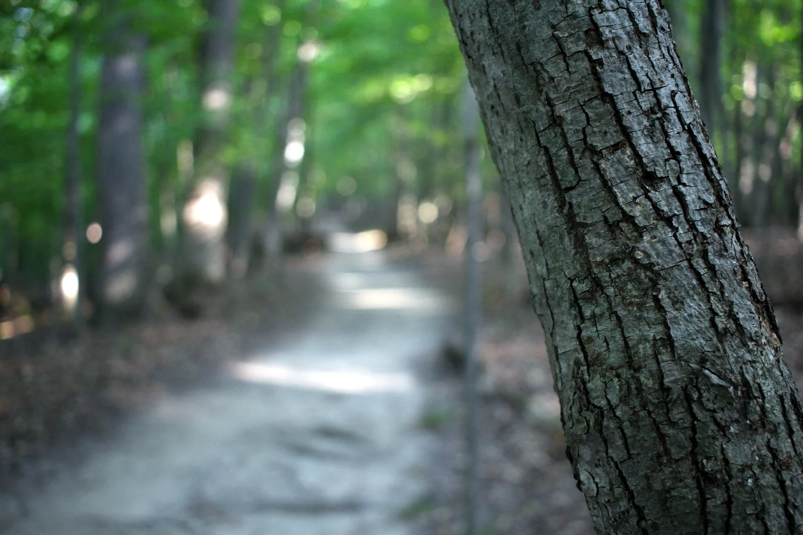 Experimenting with depth of field.