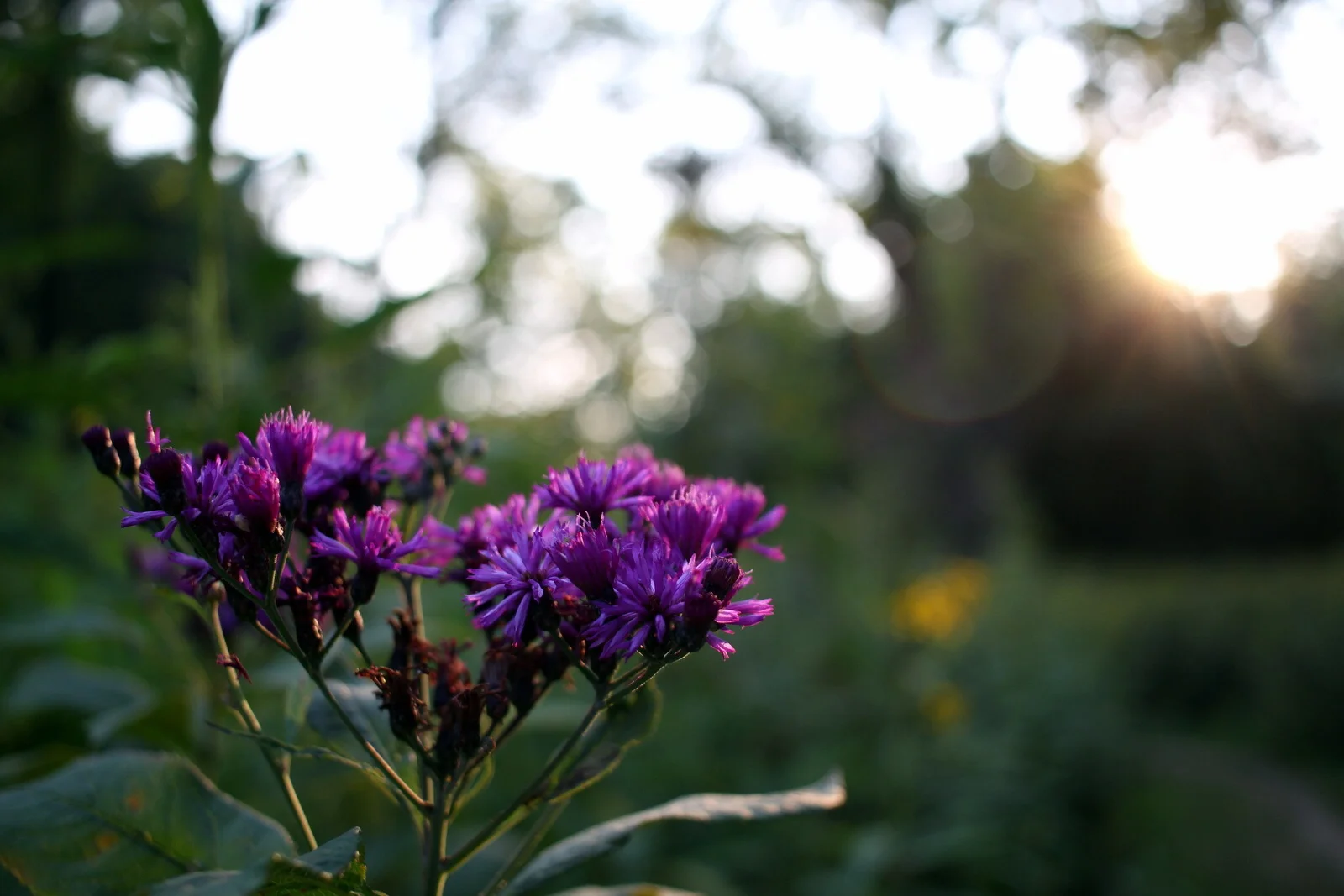 Having taken the REI one-day outdoor photography class, I now love manipulating depth of field. 