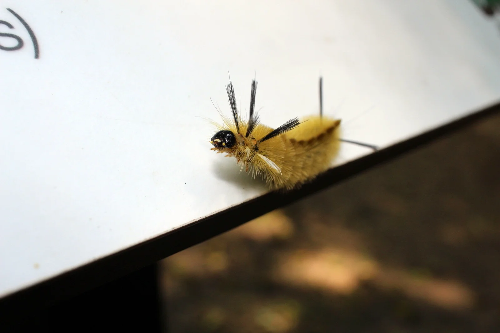 A caterpillar greeted me at the visitor center.