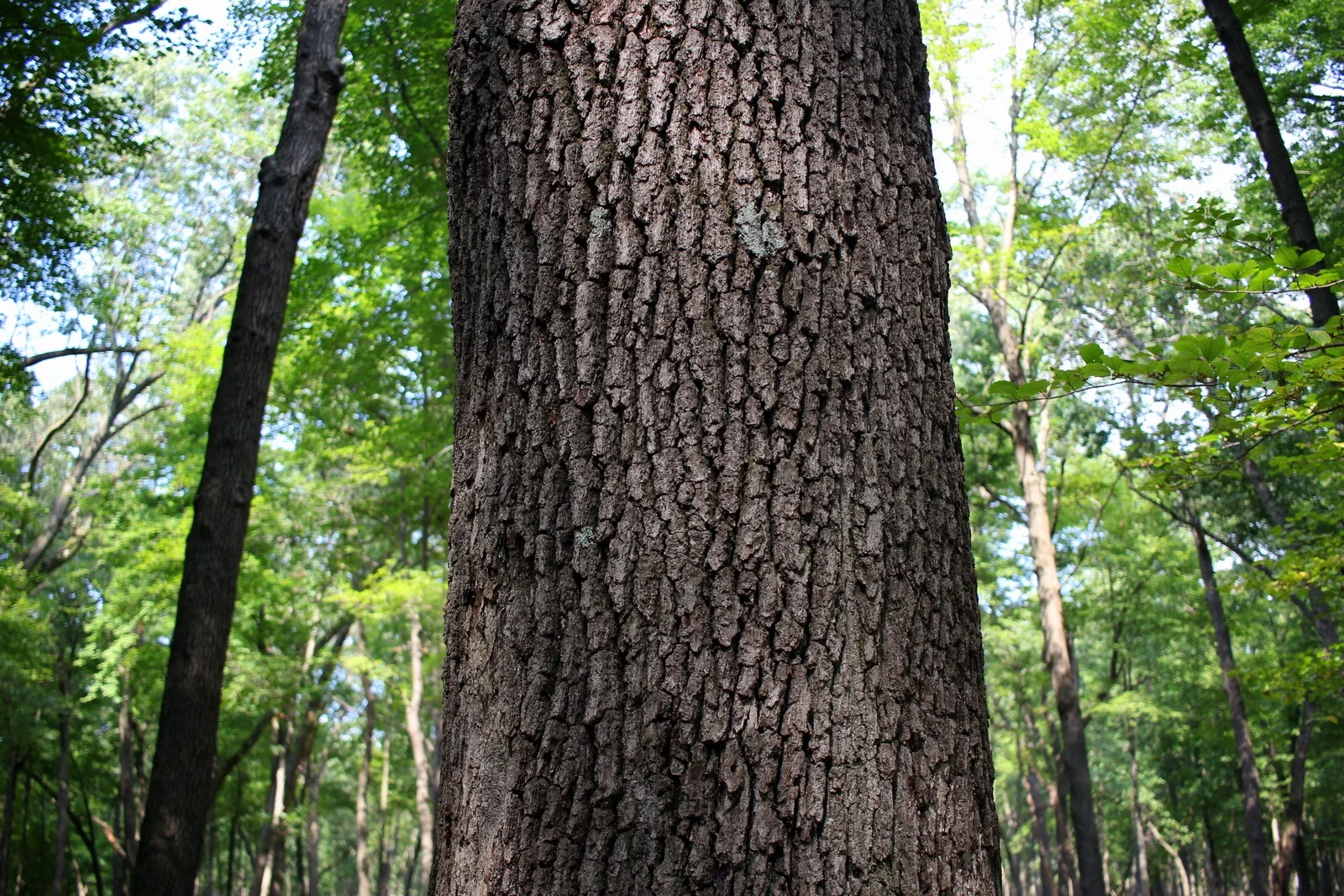 A big oak.