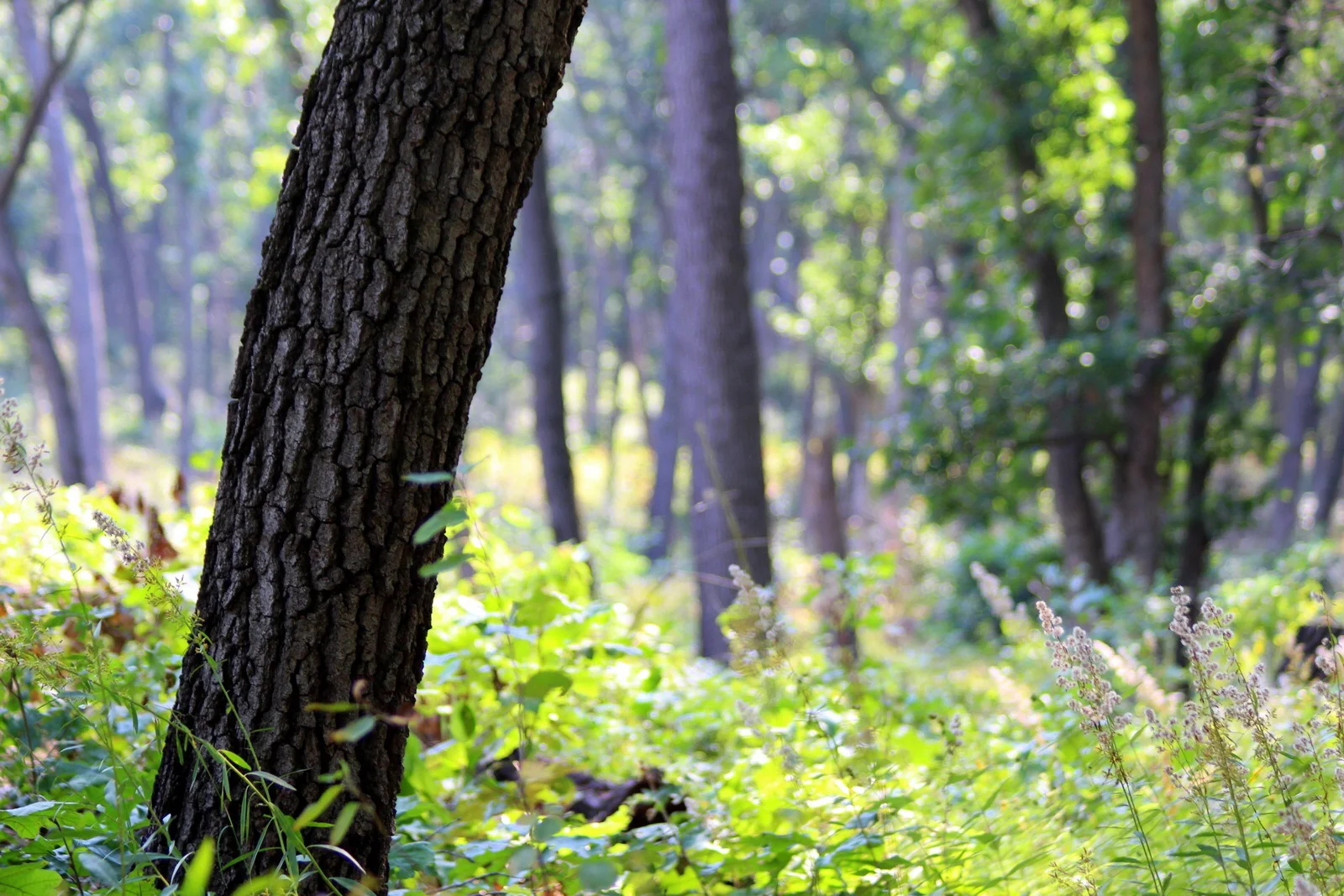 The deep oak savanna.