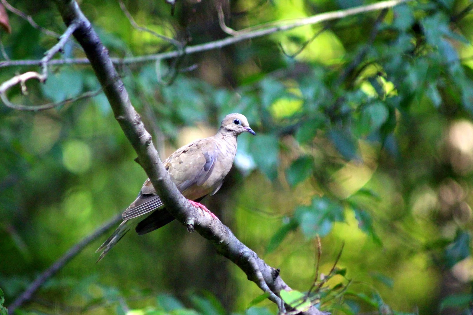 Bird two.