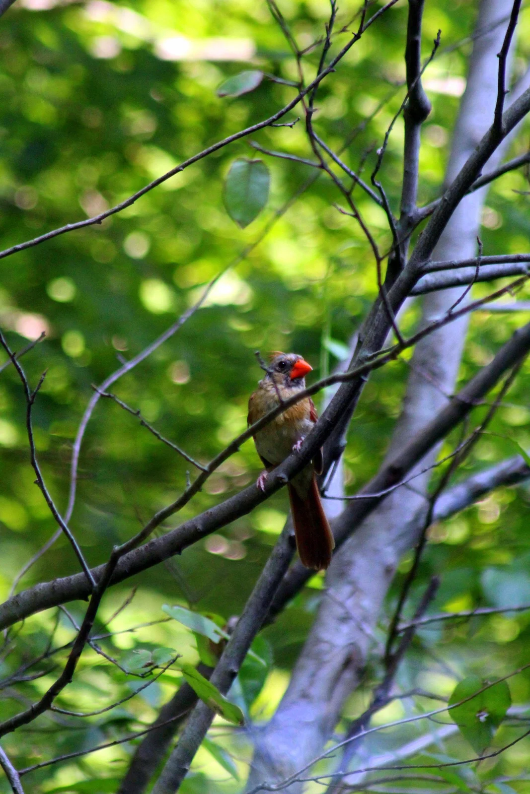 Bird three.