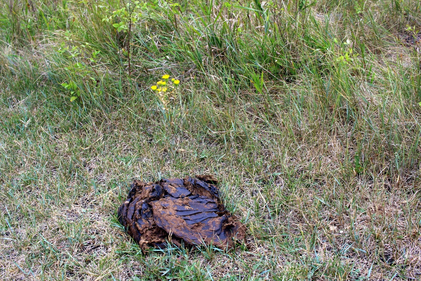 Bison poop.