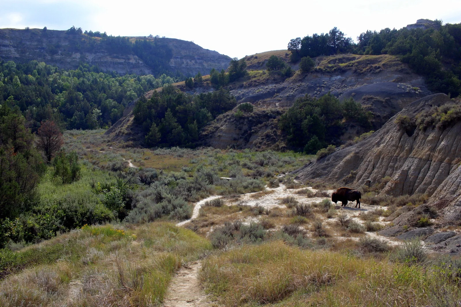The bison watching over the path.