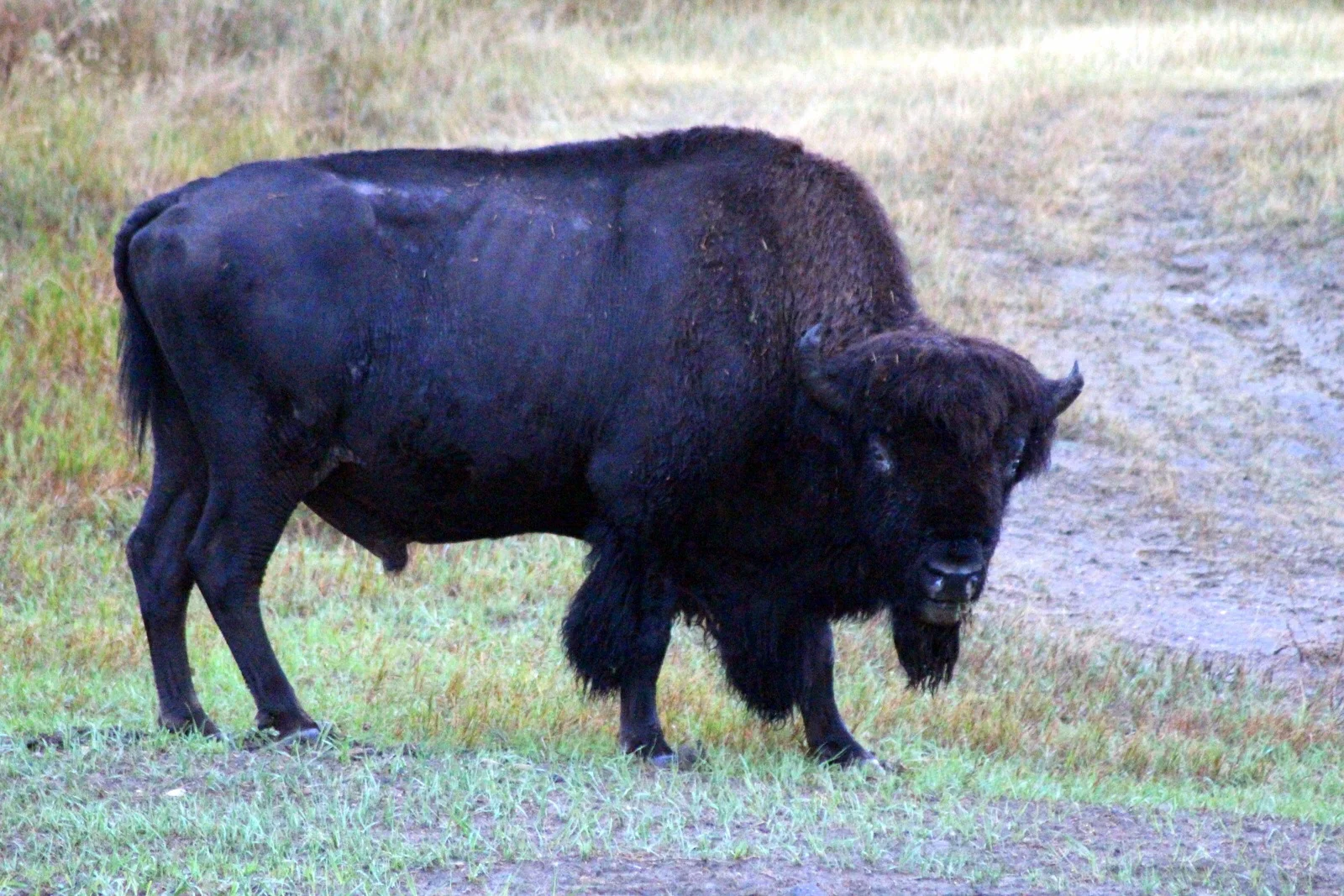 A bison having a more pleasant morning.