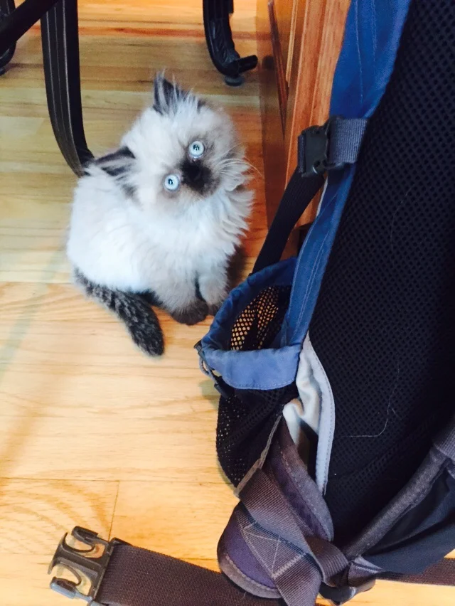 This kitten likes my backpack.
