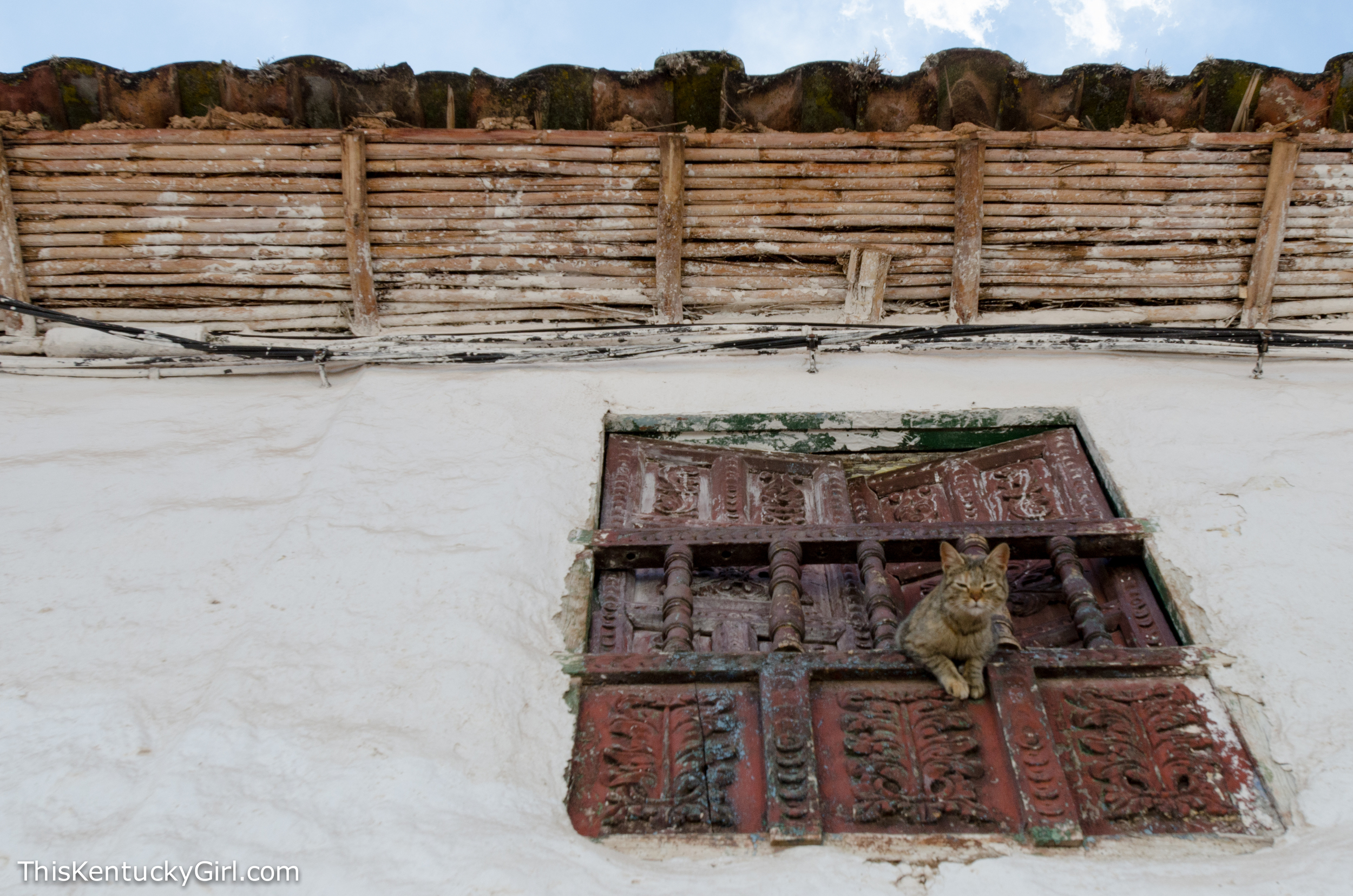 Day 368 web-1.jpg