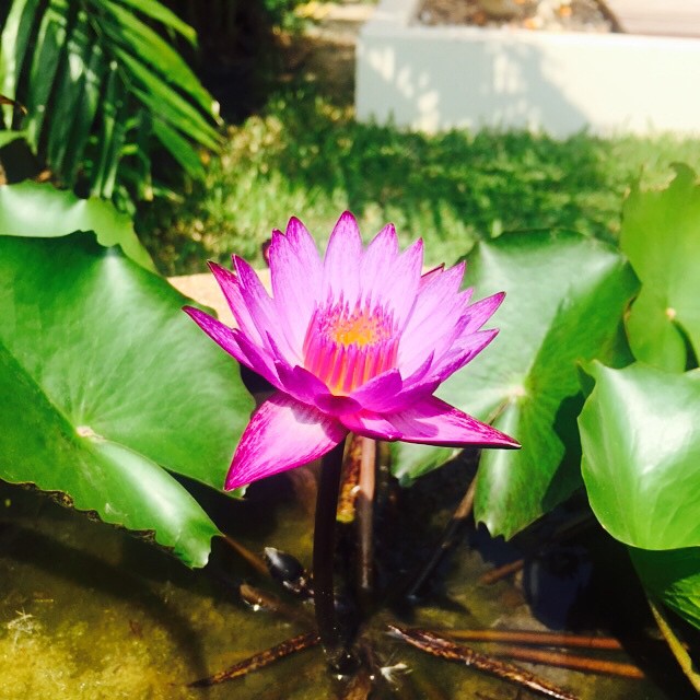 Lotus flower I saw in Bangkok. 2015.