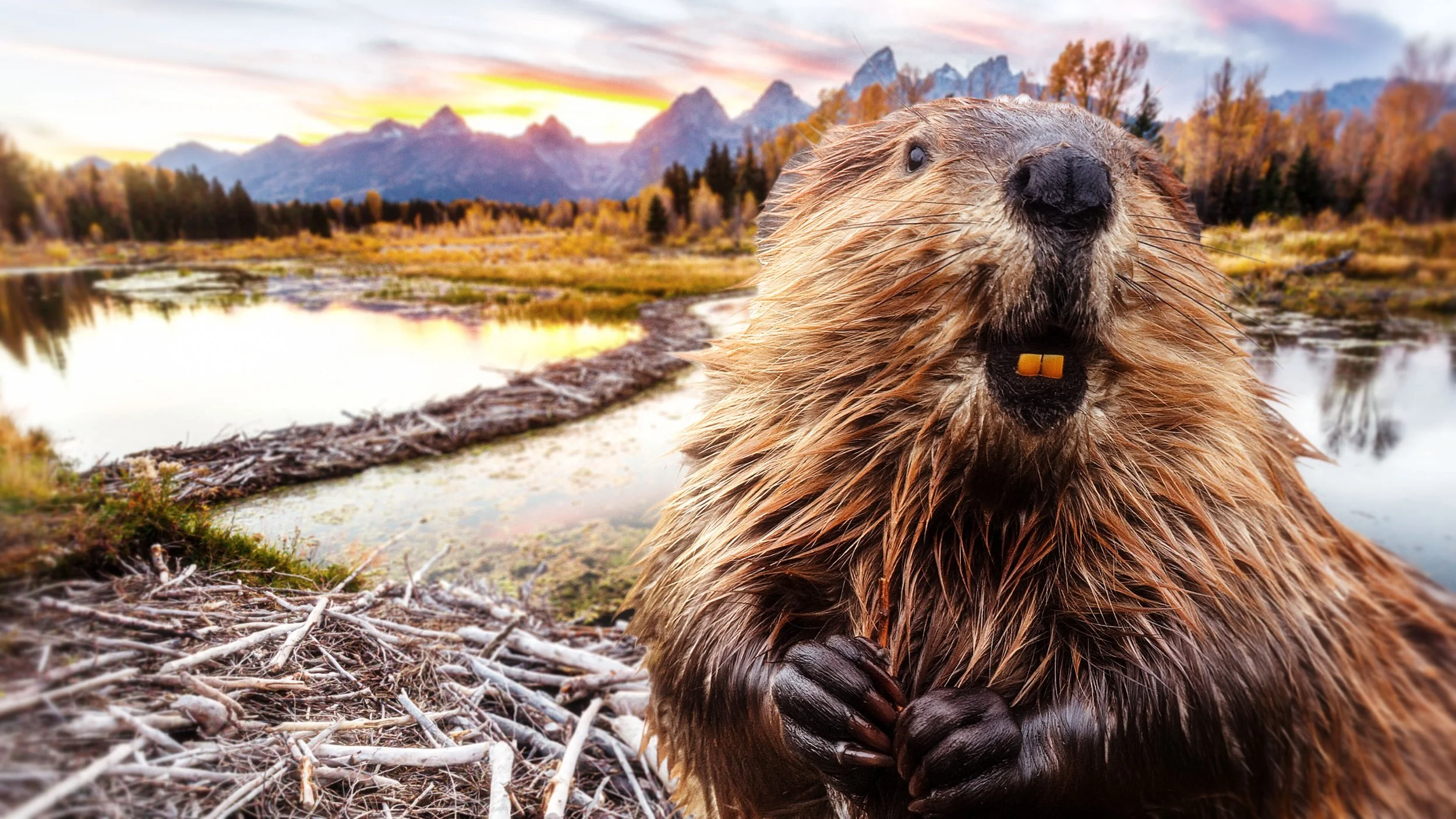 Are Beavers Actually Good at Dams?