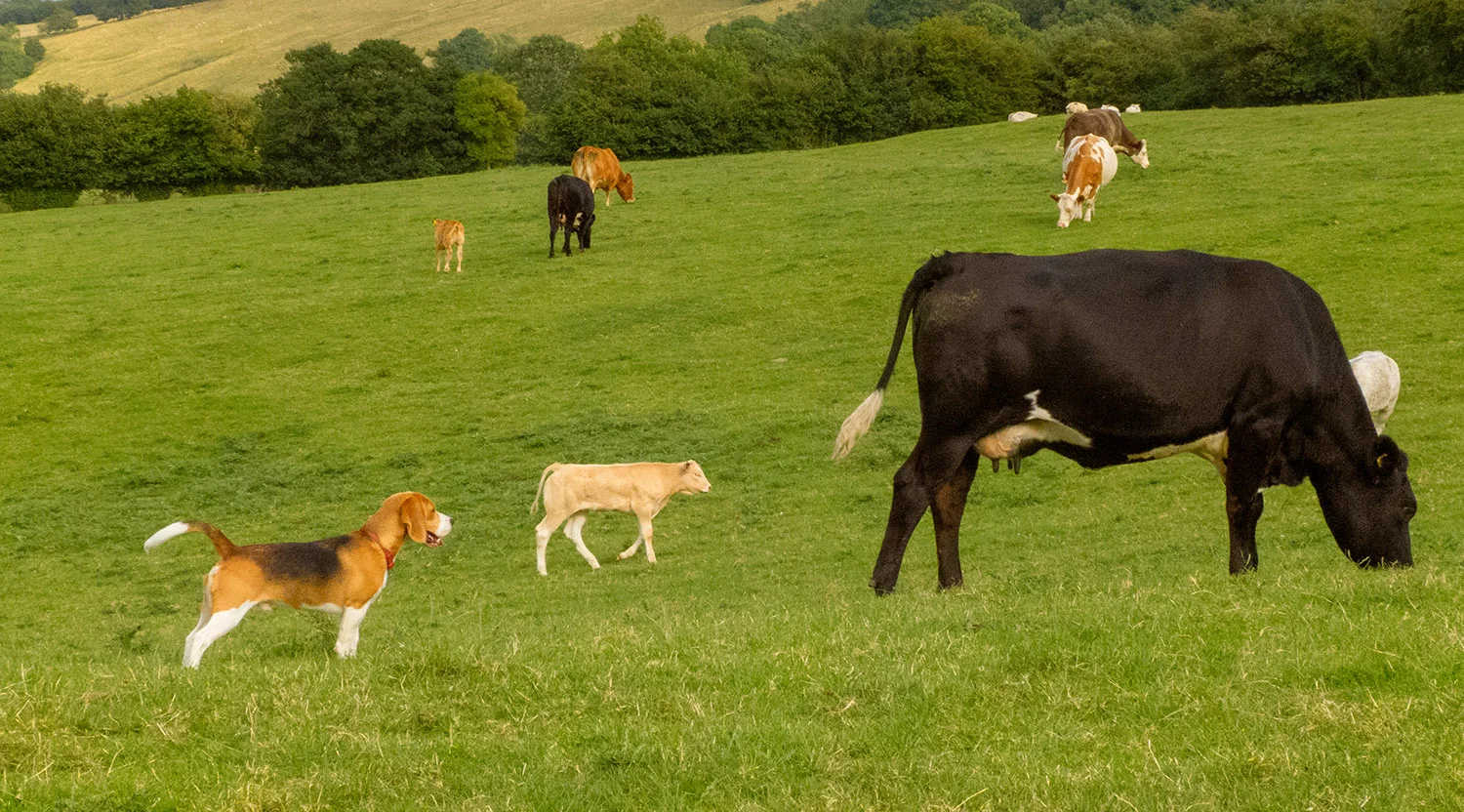 Boris with Cows