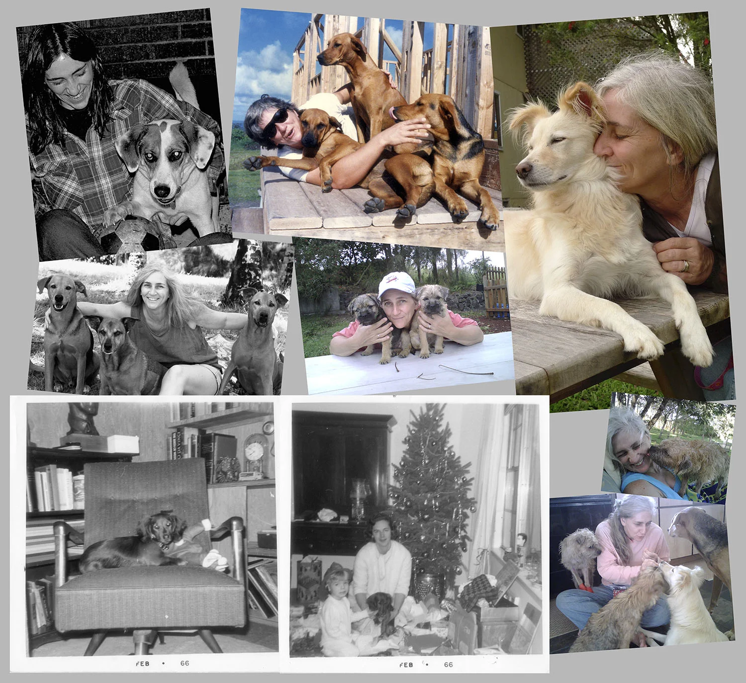 Photos: top left by Mike Tarabulski; all others by Dominic Tidmarsh; Long Haired Dachshund by Melissa Schelling age 7