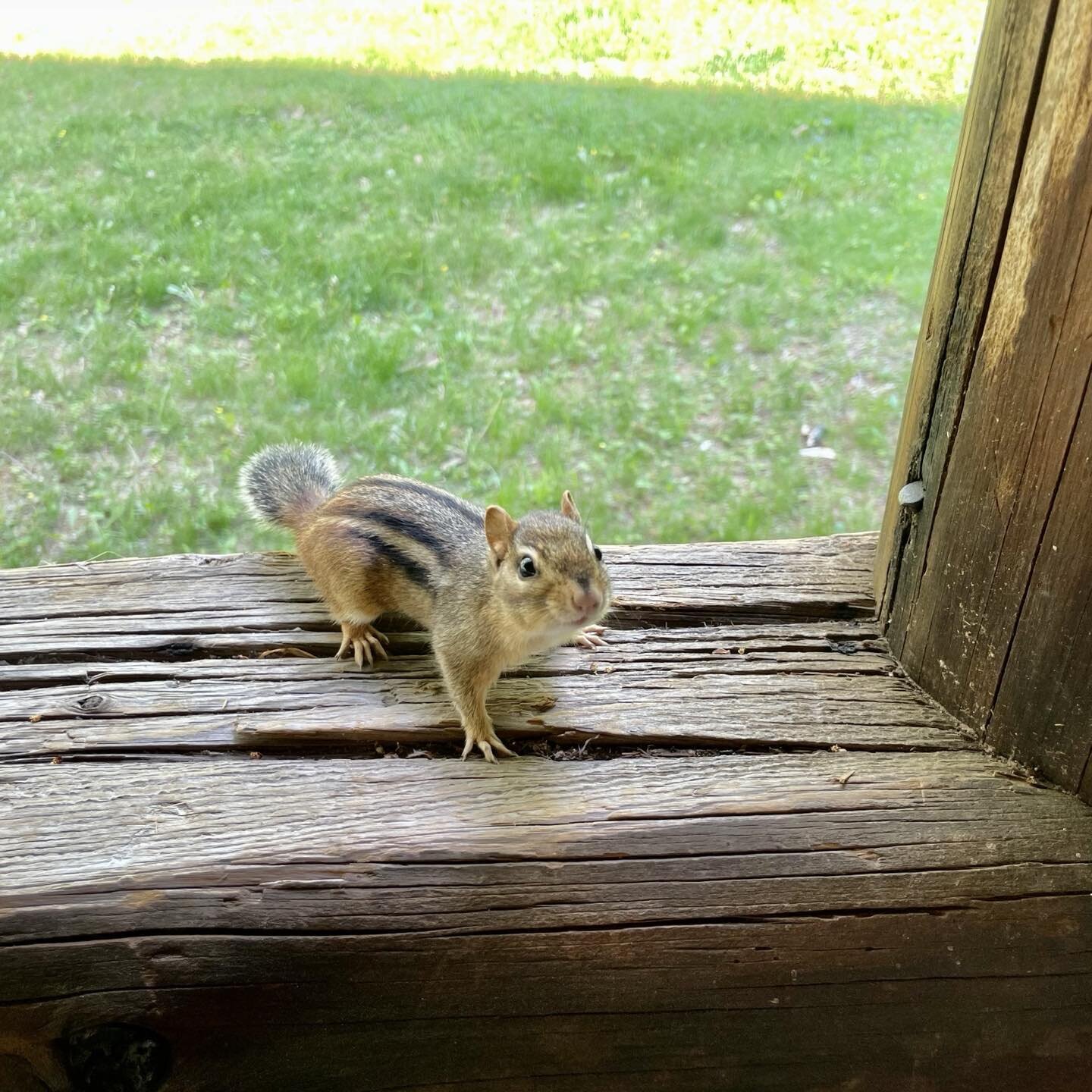 The absence of chipmunks this year has been a hot topic among neighbors on nextdoor. So it&rsquo;s good to know that this little ragamuffin has taken up residence under the porch.